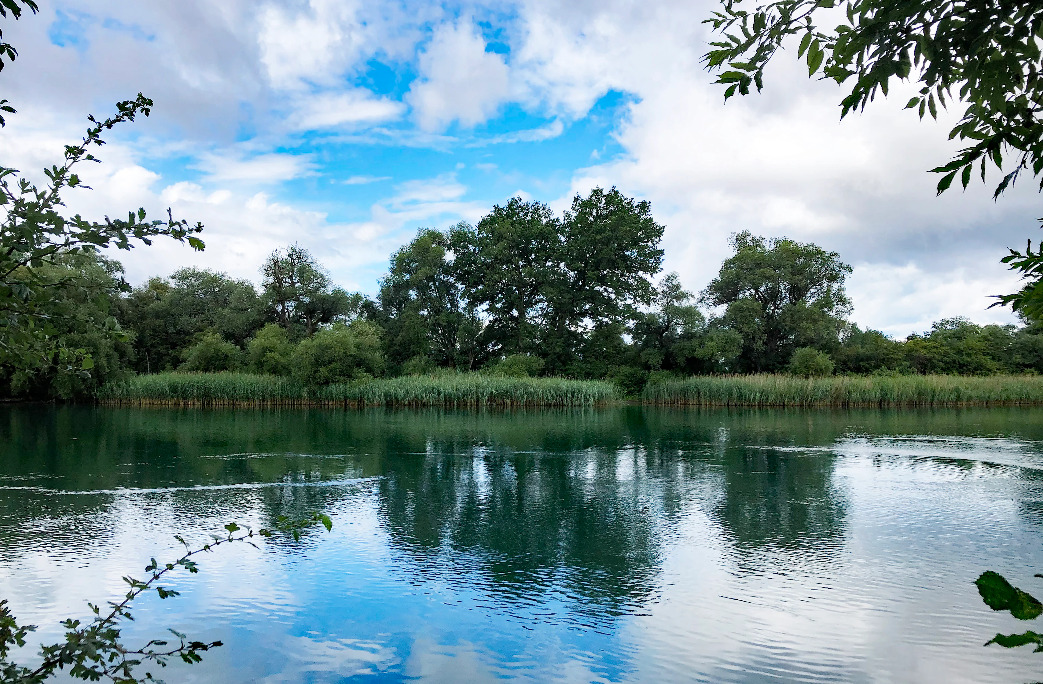 A calm, wide river reflecting the blue sky and white clouds, bordered by dense green trees and reeds, viewed through branches in the foreground.