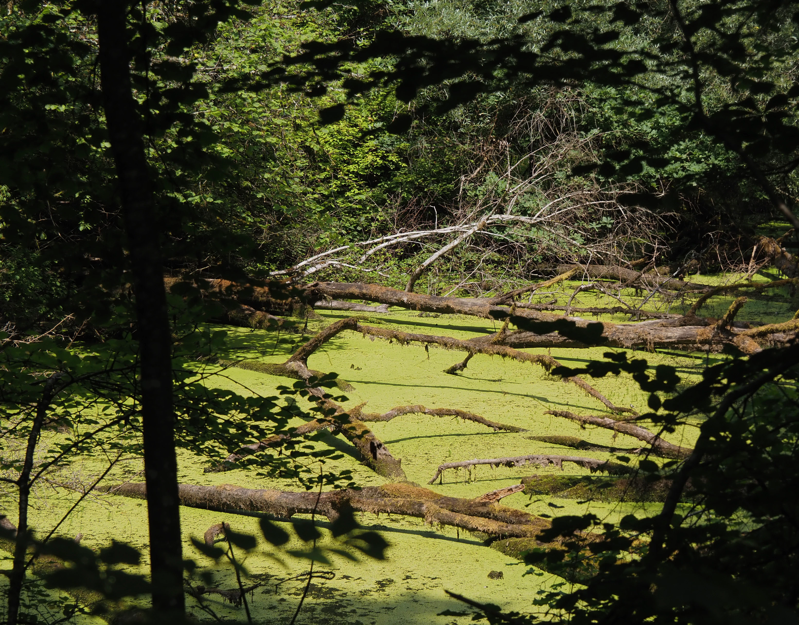 Un pequeño estanque cubierto de lenteja de agua verde brillante y troncos caídos que se cruzan, visto a través de árboles silueteados en un entorno forestal sombreado.