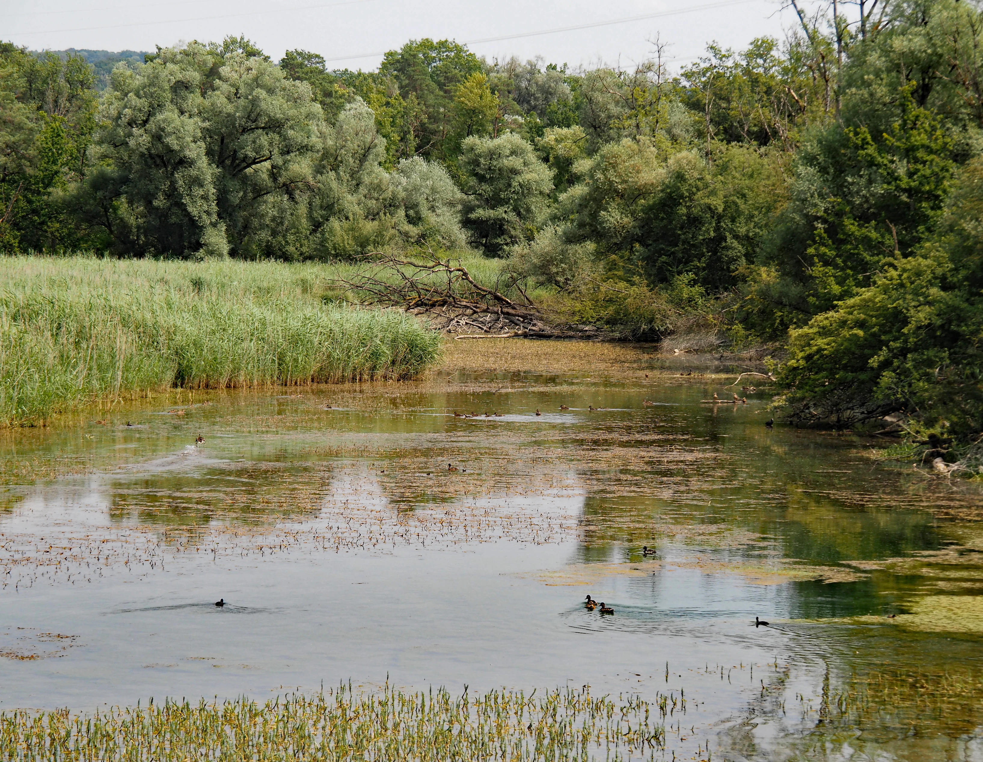 Un paisaje de humedal tranquilo con un estanque rodeado de juncos altos y un denso bosque verde, con unos pocos patos pequeños nadando en el agua.
