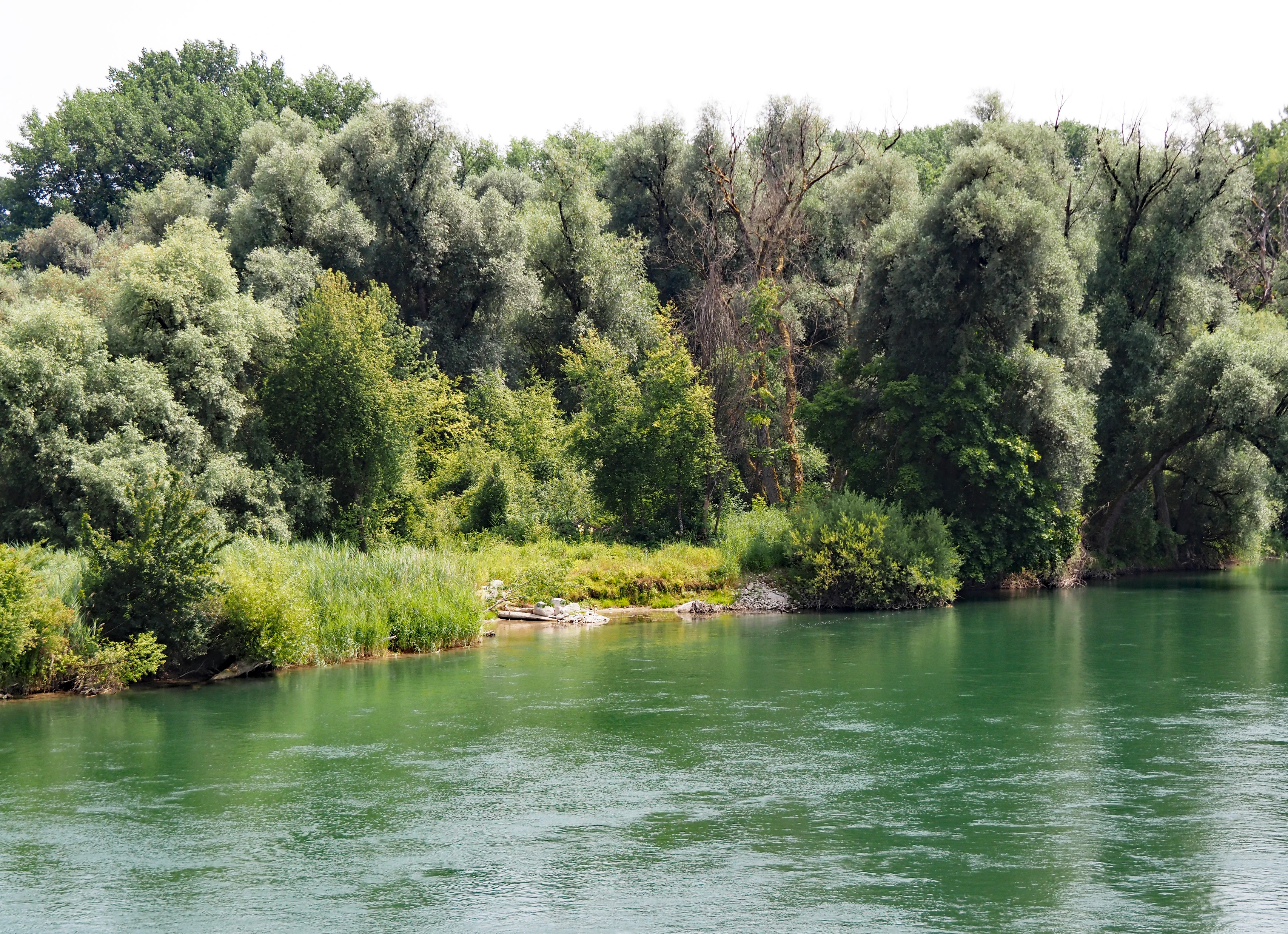 Un tranquilo río verde que fluye junto a un denso bosque con una variedad de sauces y árboles de hoja caduca en la orilla.