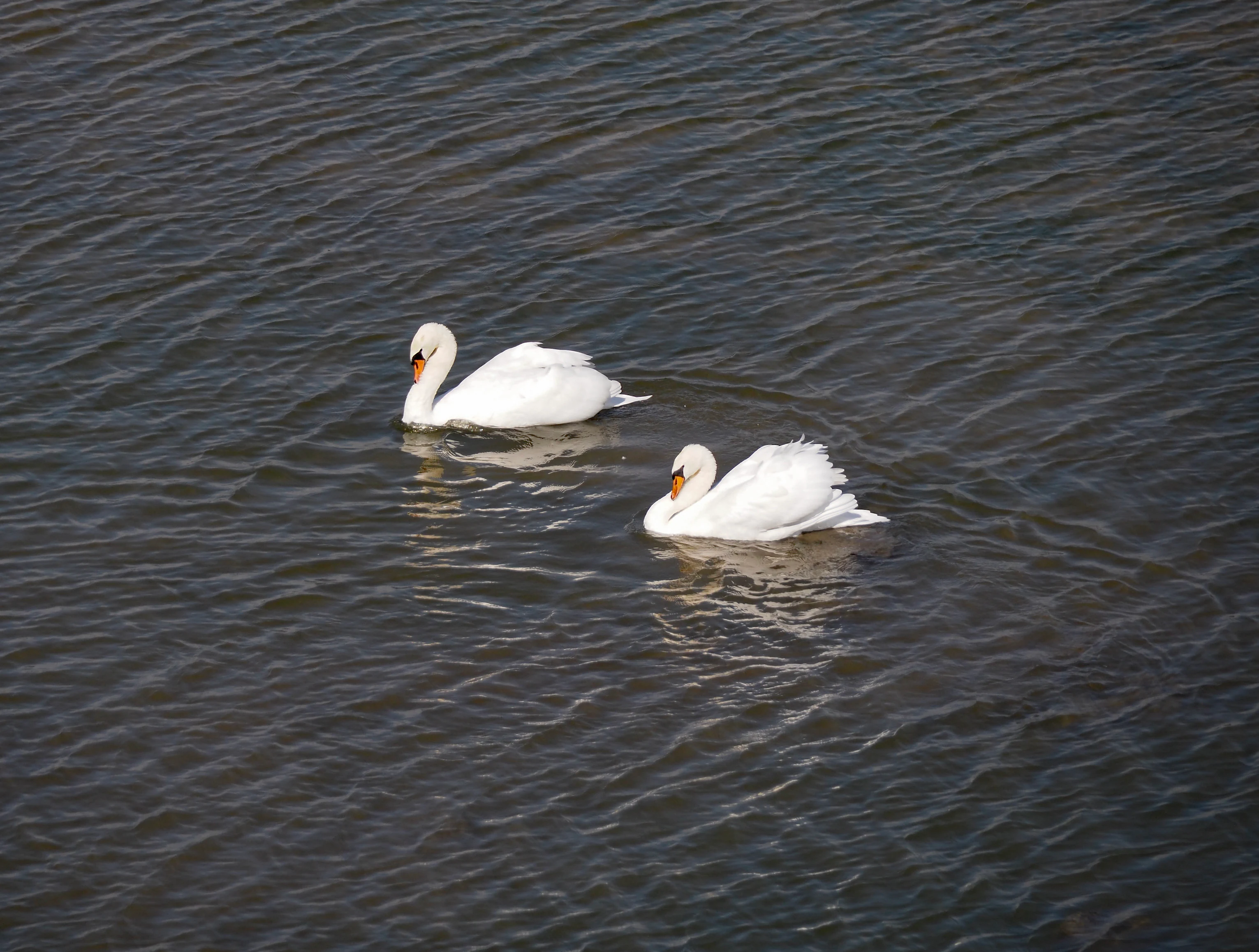 Dos cisnes mudos blancos flotando sobre agua oscura y ondulada.