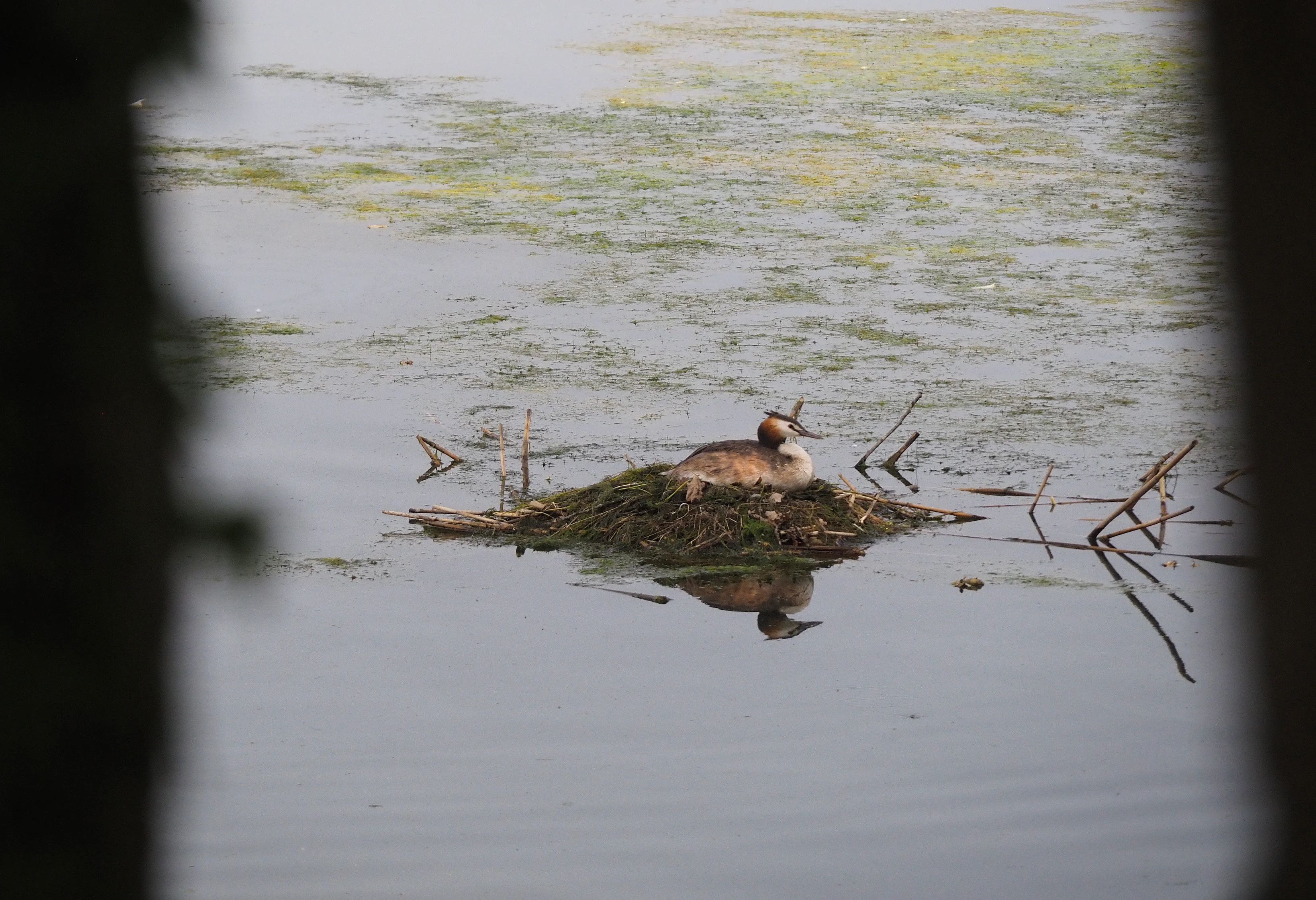 Un somormujo lavanco se posa sobre un pequeño nido flotante en medio de un embalse tranquilo y salpicado de algas, enmarcado por elementos de primer plano desenfocados a ambos lados.