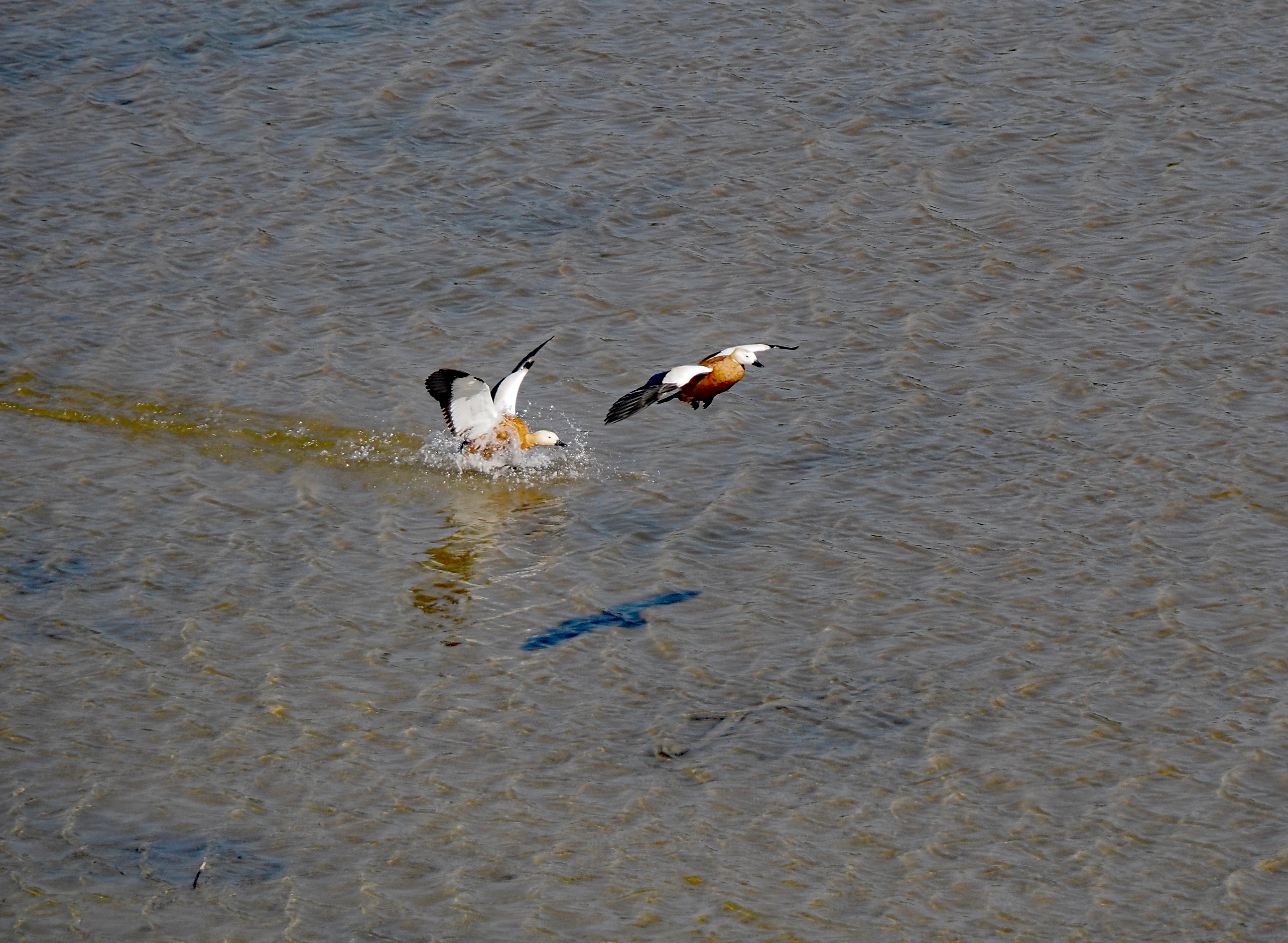 Dos tarros canelos volando sobre la superficie de un embalse, con un ave posándose y creando una salpicadura.