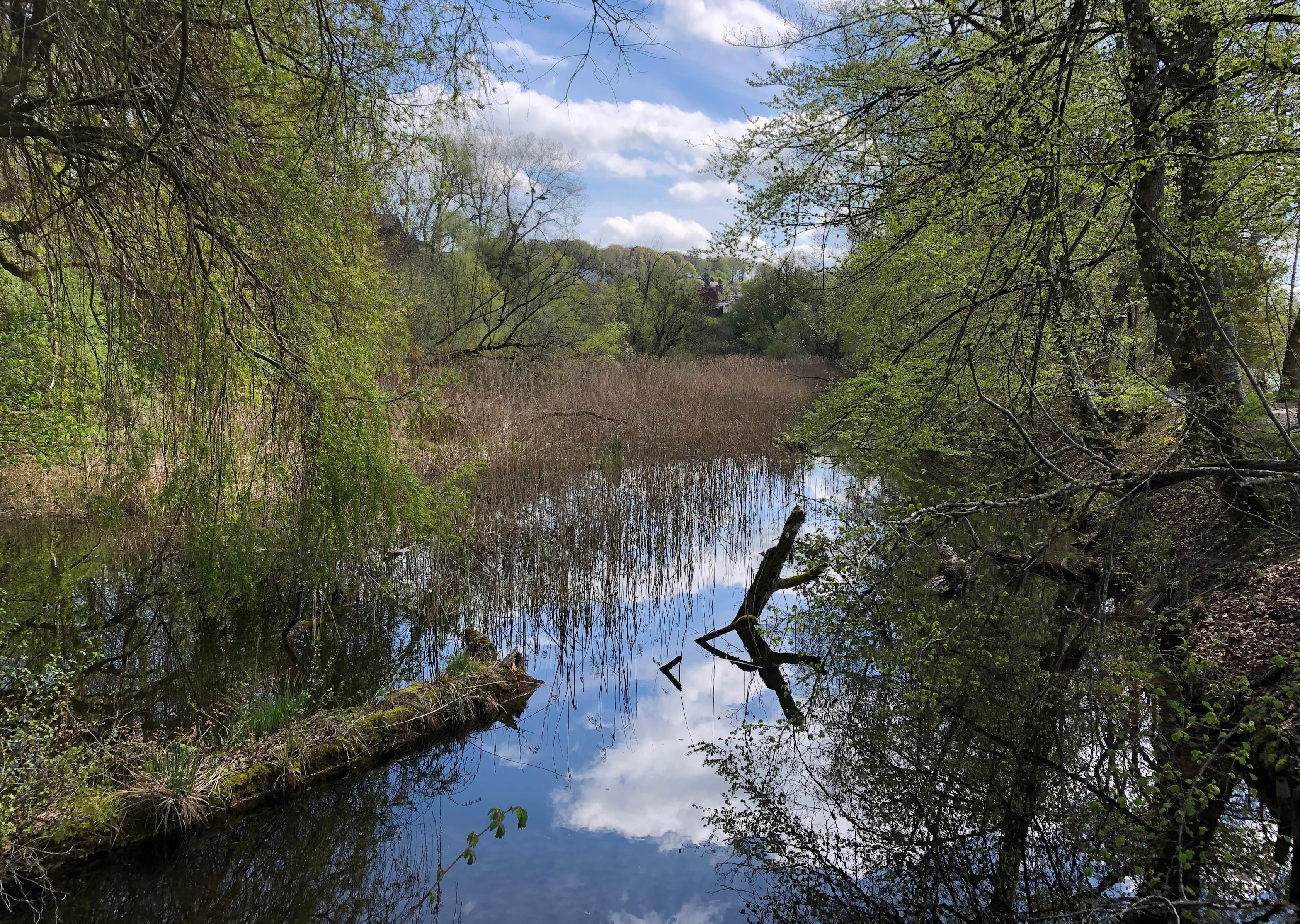 A calm, reflective pool of water framed by lush, light-green trees and reeds, with a clear blue sky reflecting on the surface.