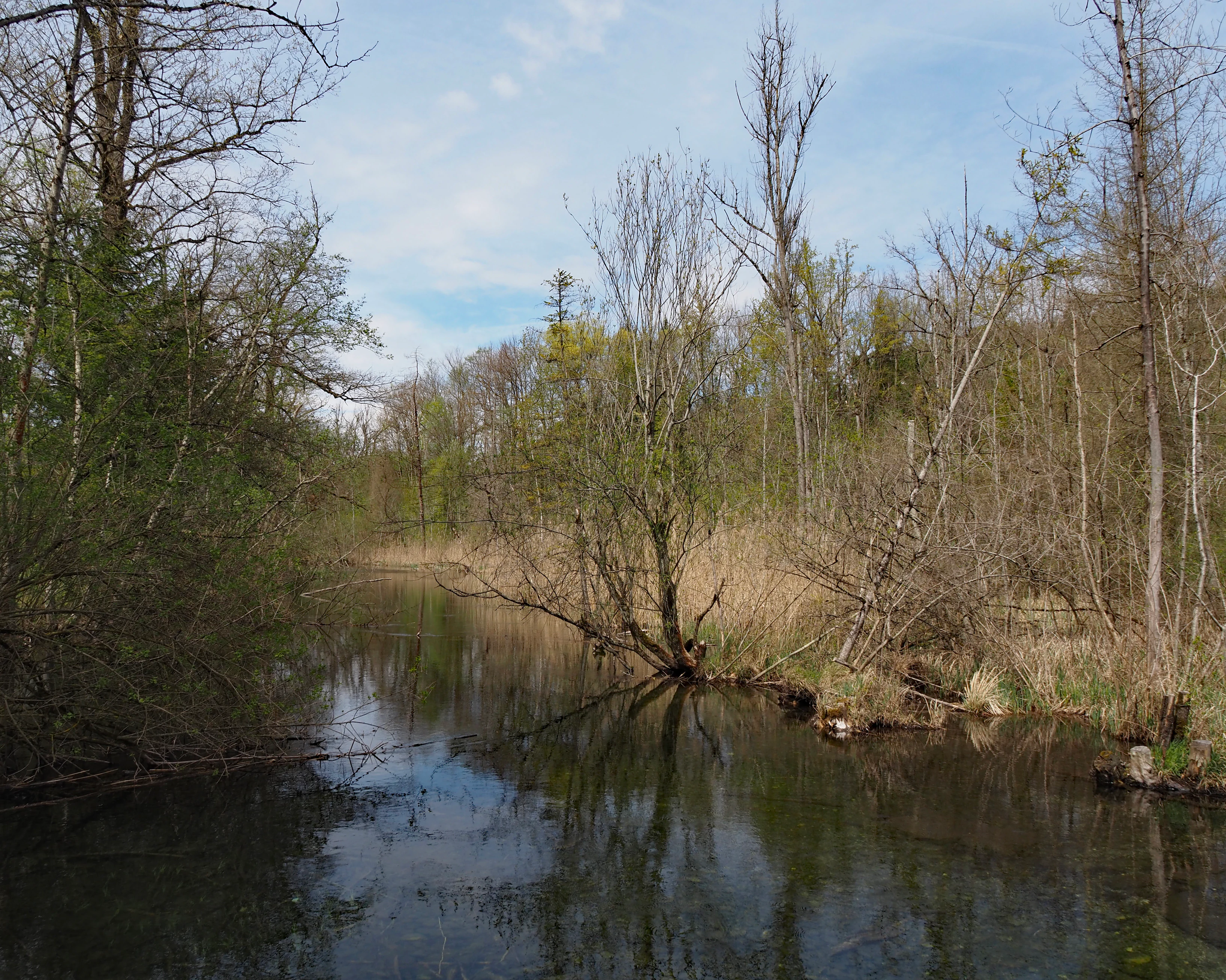 A calm, still river channel surrounded by deciduous trees and wetlands, reflecting the sky.