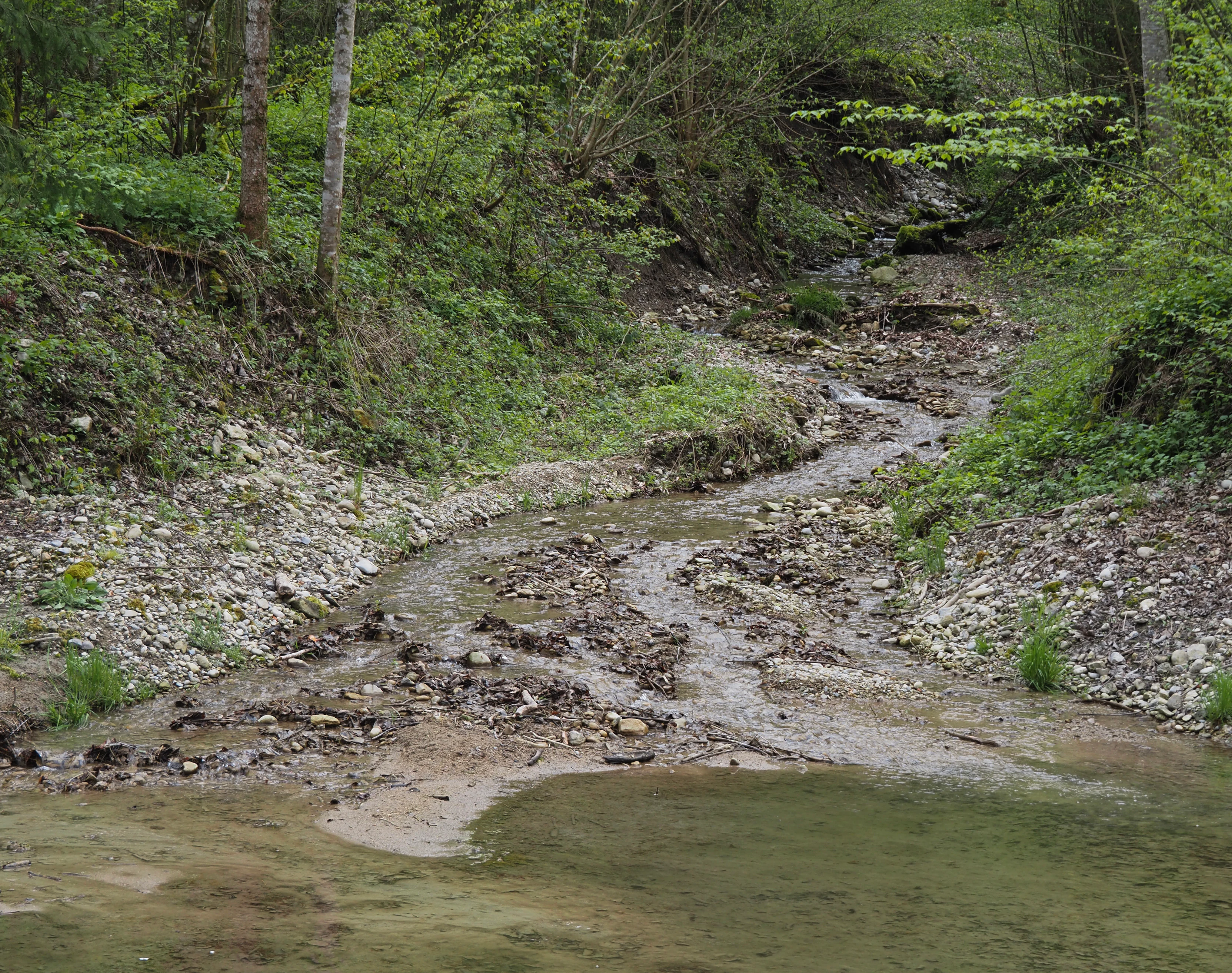 A small, shallow forest stream flowing over a gravel and sandy bed, surrounded by lush green foliage and trees.