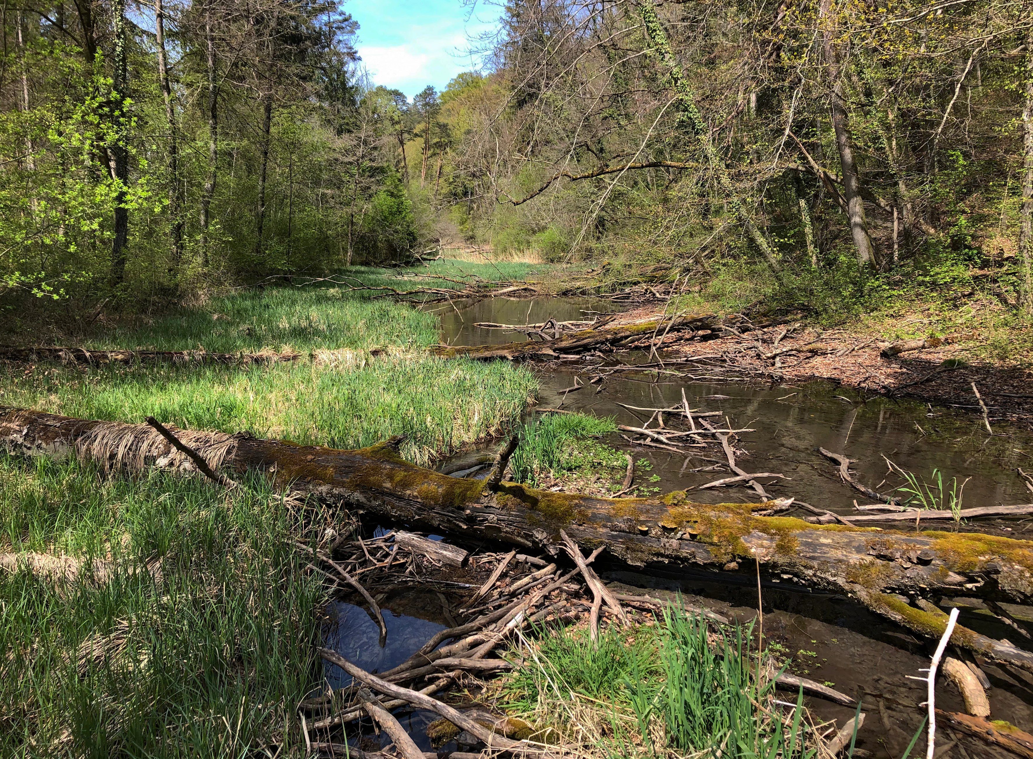 A small, calm stream winding through a dense forest with fallen logs and mossy branches resting in and along the water, surrounded by green riparian vegetation in early spring.