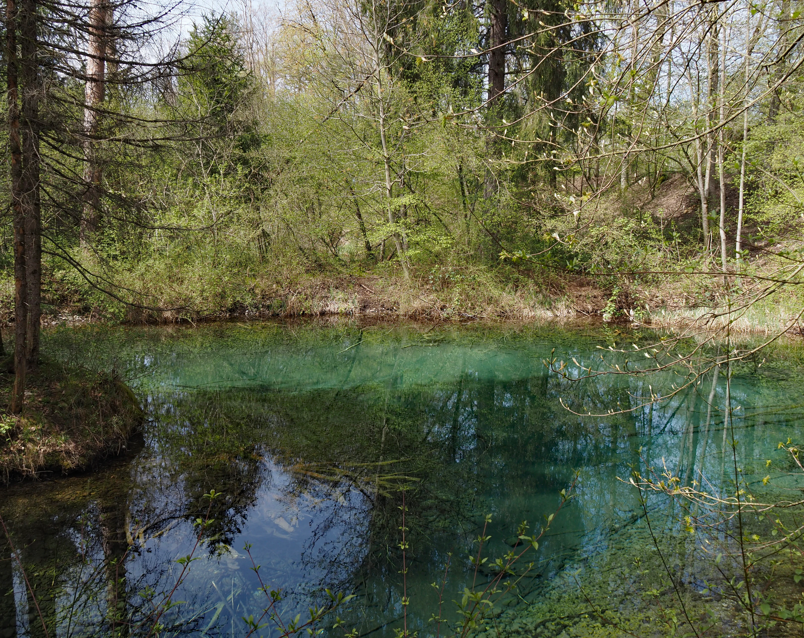 A clear, turquoise-colored pond or slow-moving river channel surrounded by dense deciduous and evergreen forest in early spring.