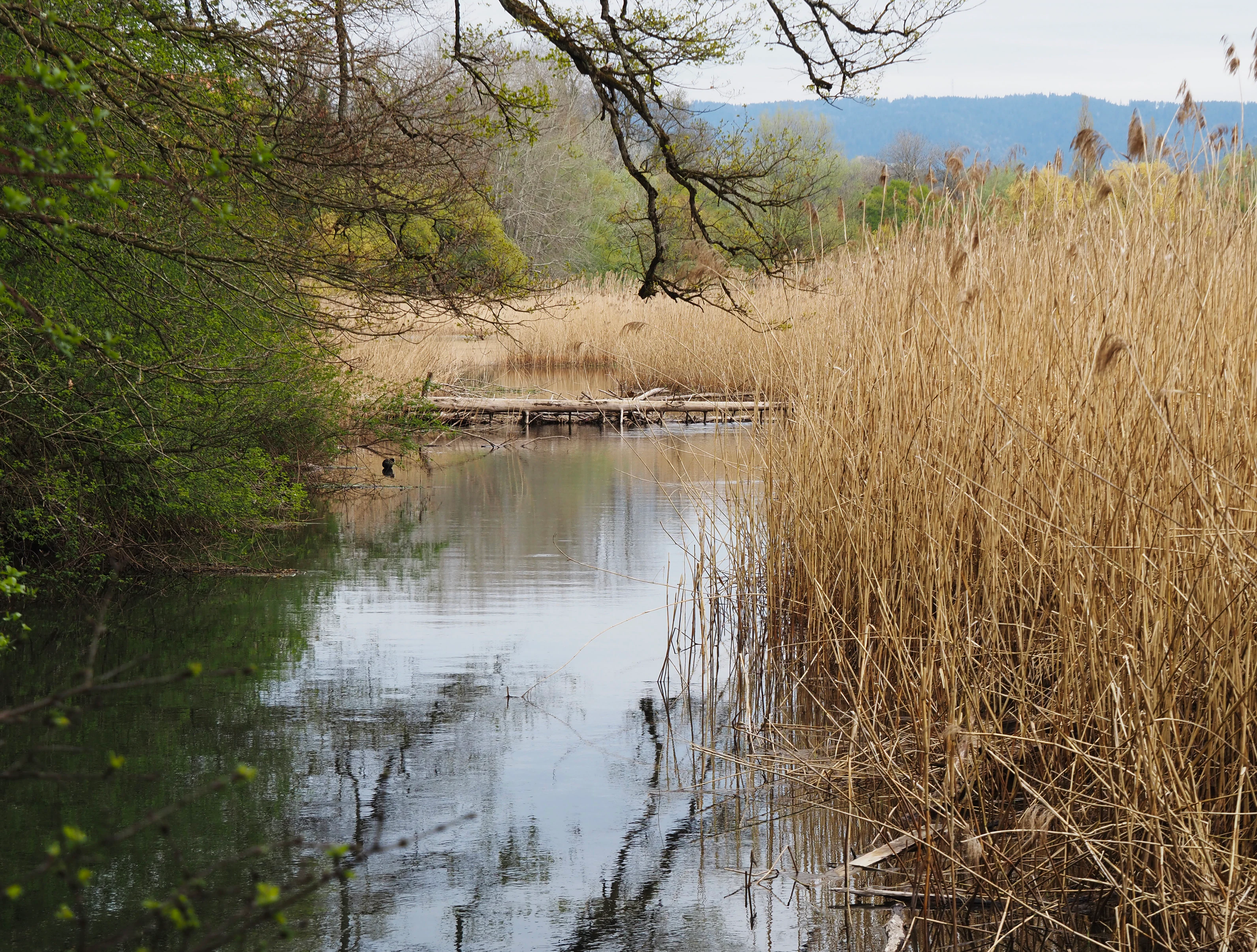 A calm, narrow waterway lined with tall, dry reeds on the right and green riparian trees on the left, with a small wooden structure visible across the water in the distance.