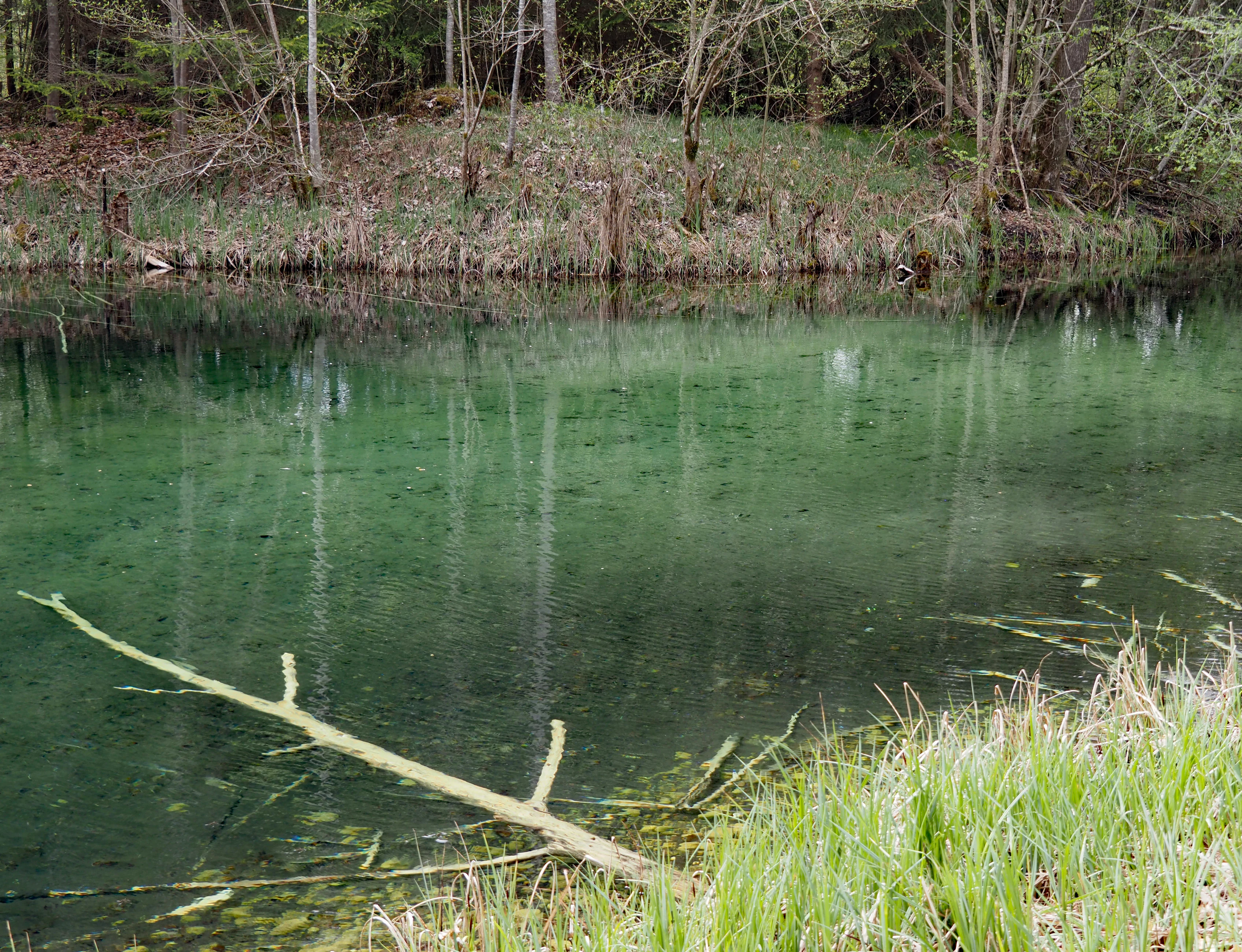 A clear, green-tinted stream flows past a grassy bank with a fallen branch resting in the water, framed by trees in the background.