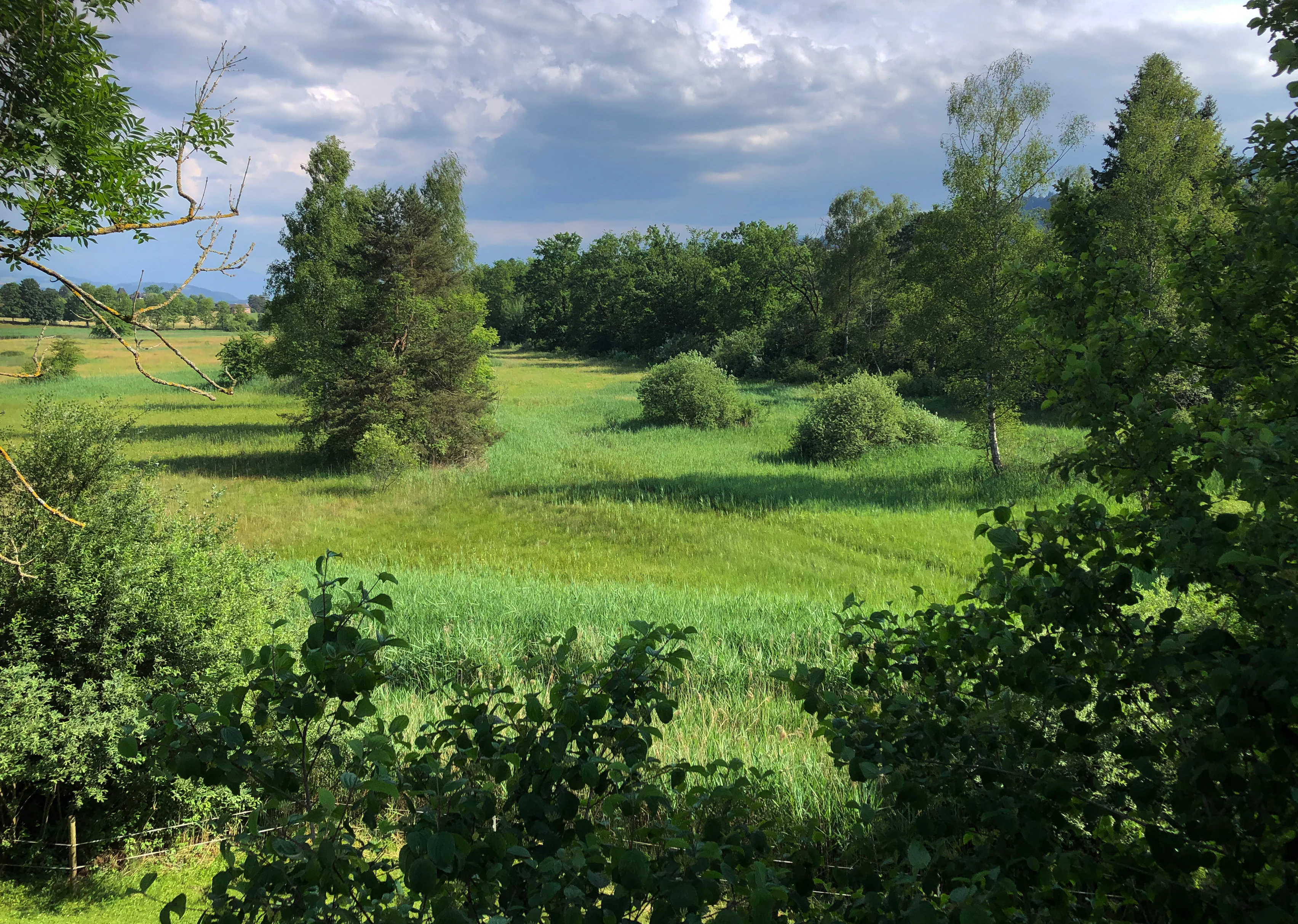 A wide, green meadow with scattered shrubs and trees under a cloudy sky, framed by foliage in the foreground.