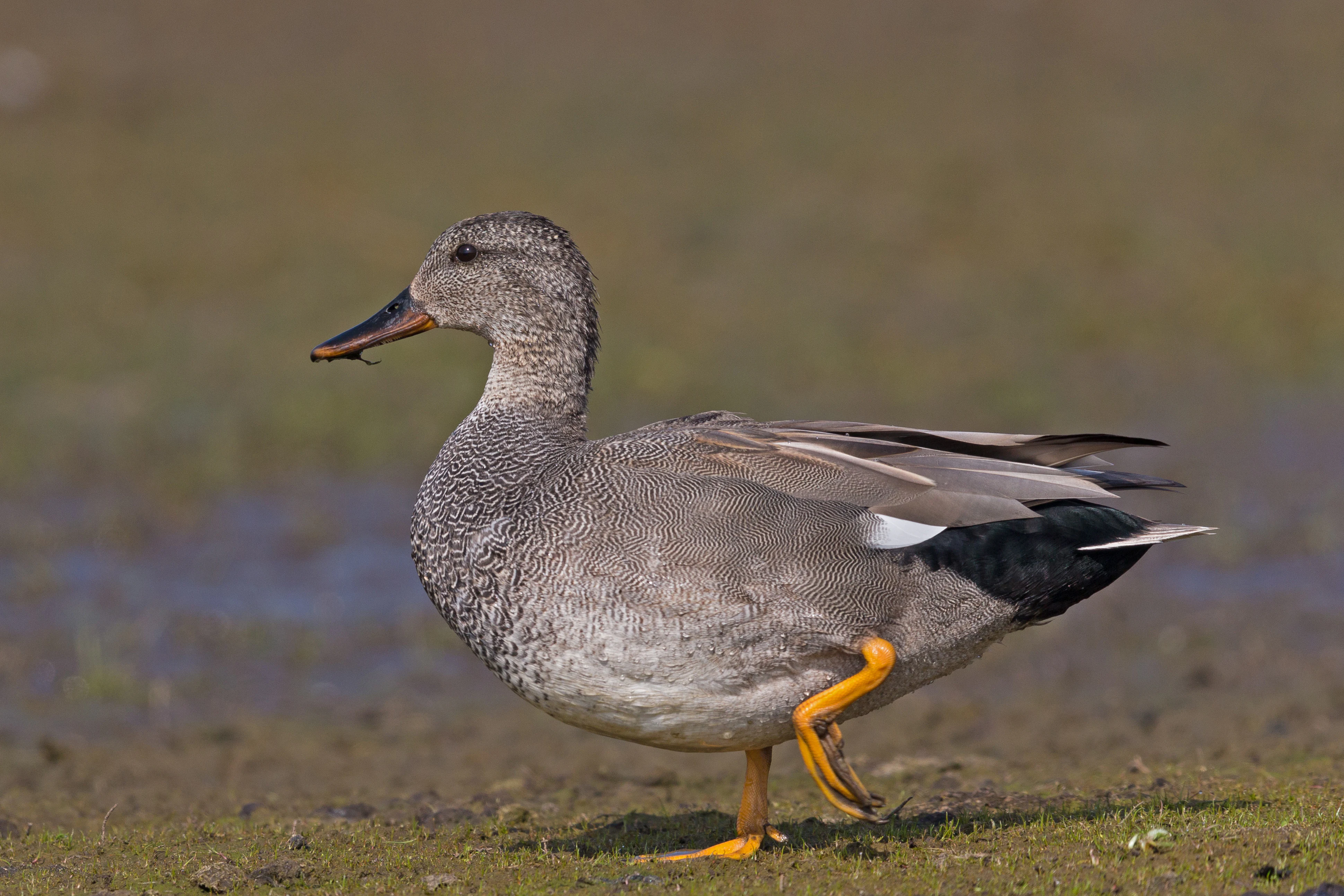 A medium-sized grey duck, the Gadwall, stands on a brown muddy bank with its head facing left and one leg slightly lifted.
