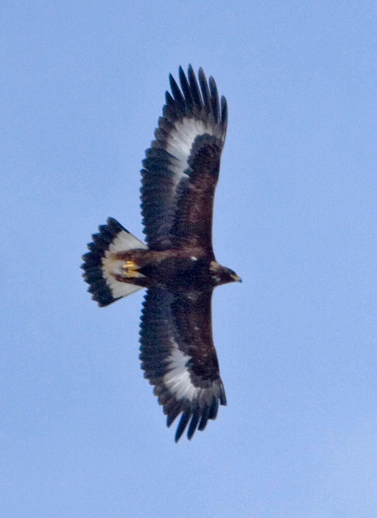 Golden eagle with outstretched wings flying in a clear blue sky