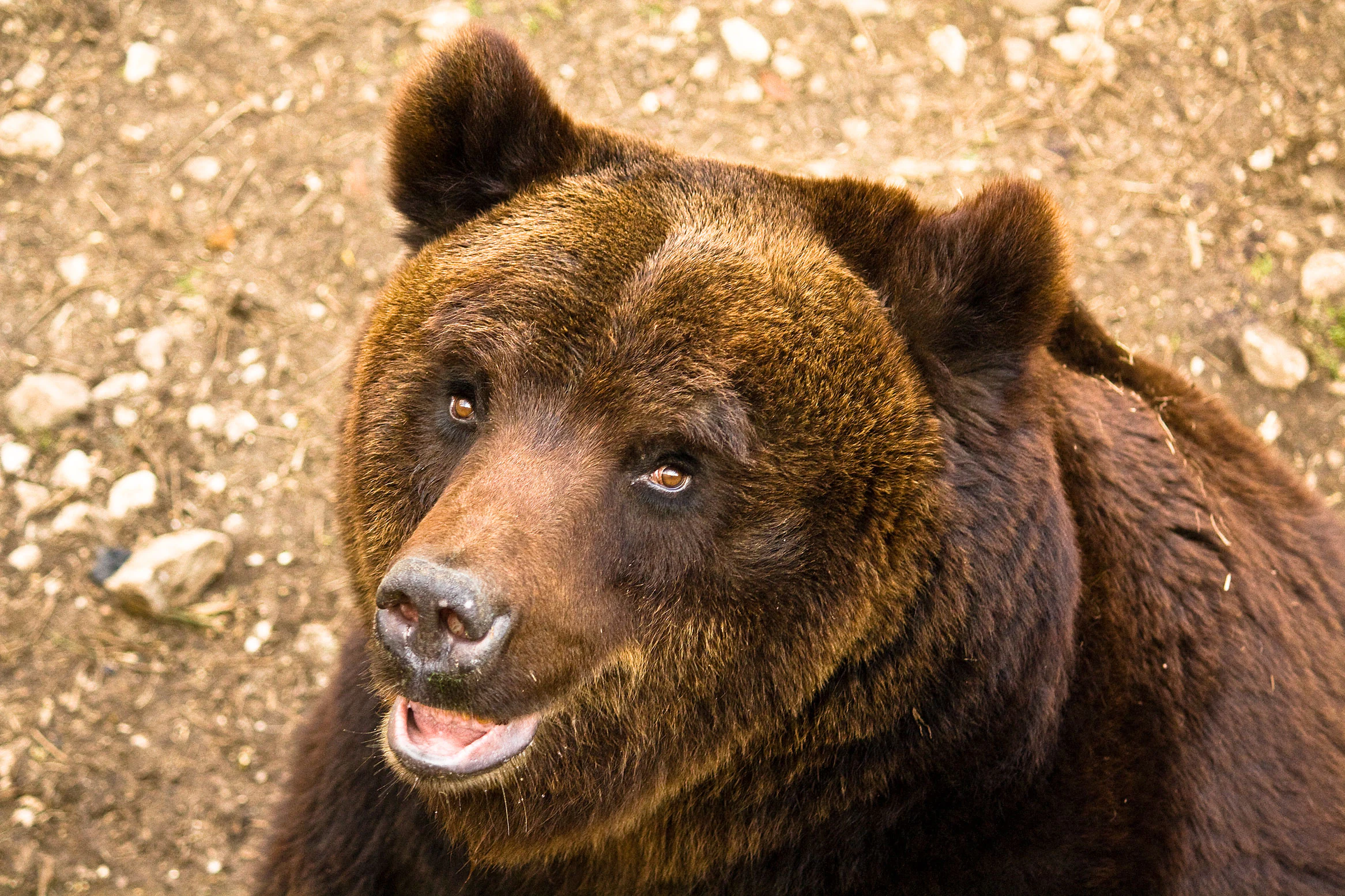 A close-up of a brown bear with shaggy fur, dark eyes, and an open mouth showing teeth, set against a rocky ground