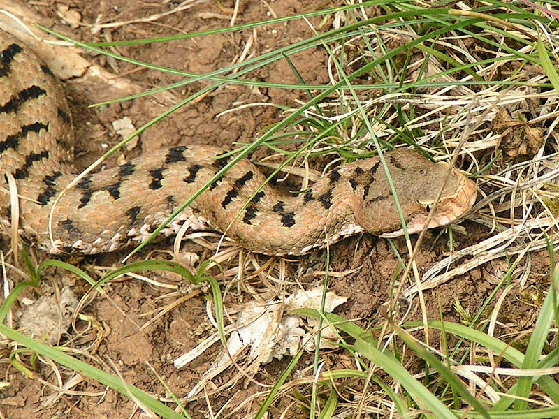 Close-up of an Aspis viper with brown and black patterned scales resting on grass and soil