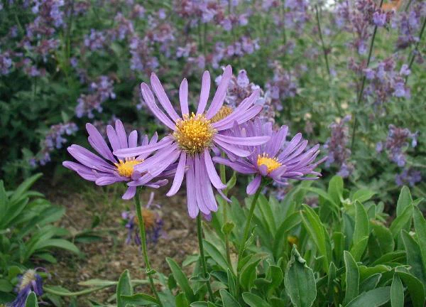 Purple Aster alpinus flowers with yellow centers surrounded by green foliage and additional purple flowers
