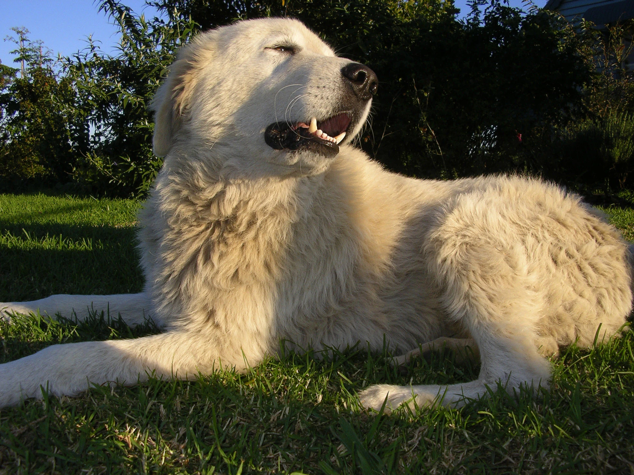 A light-colored Maremma sheepdog lying on green grass with bushes in the background under a clear blue sky