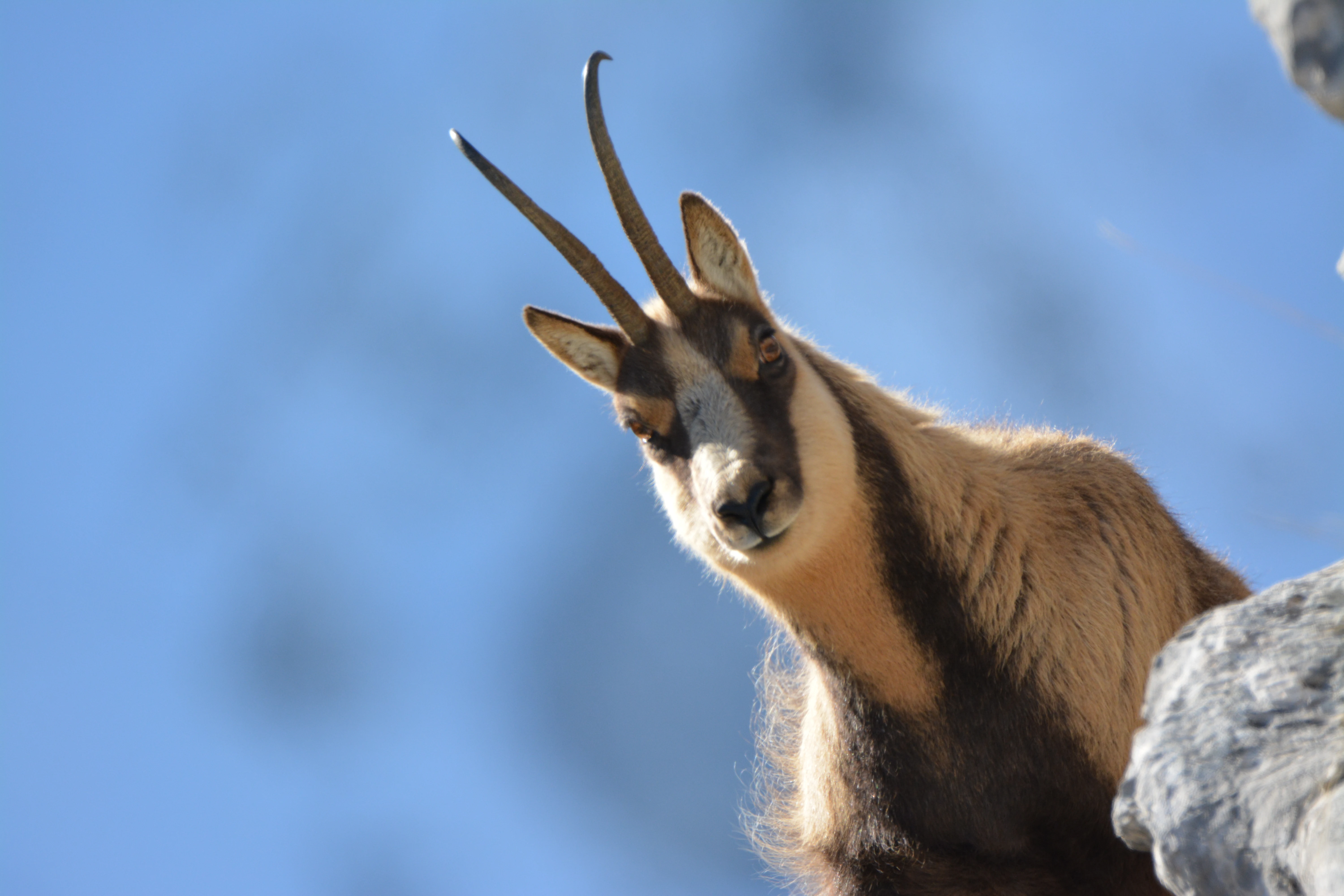 Apennine chamois with curved horns on a rocky cliff edge with blue sky background
