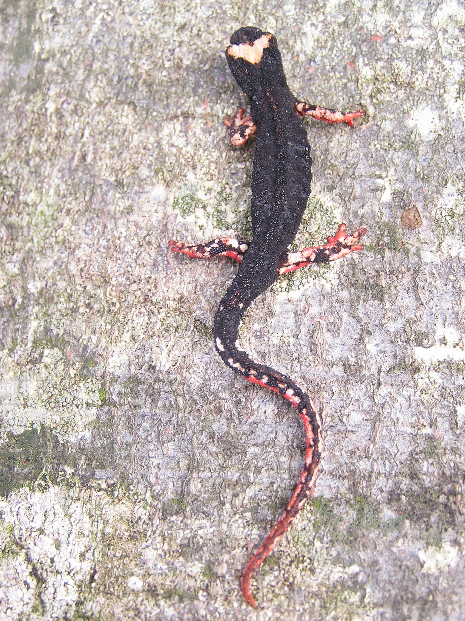 Spectacled salamander with black body and red and white markings on a textured rock surface