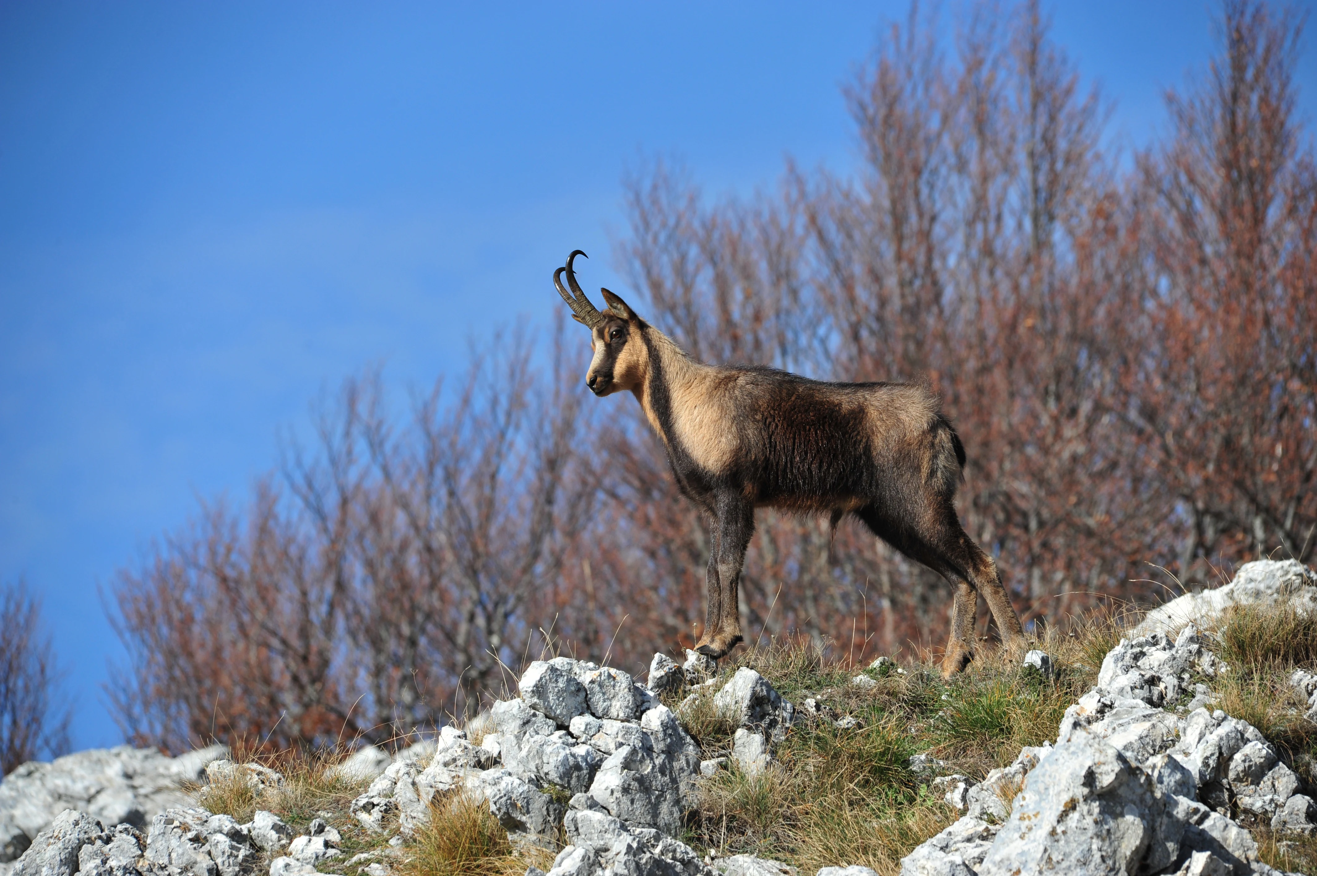 A chamois stands on a rocky hillside with sparse vegetation and leafless trees against a clear blue sky