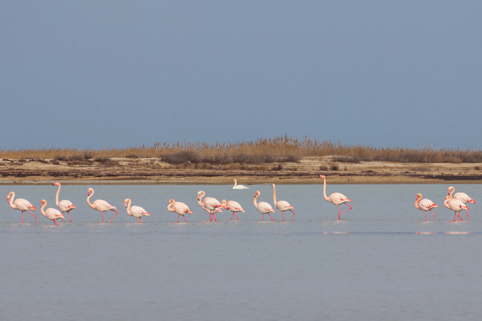 A group of pink flamingos walking through shallow water with dry grassy terrain and a distant horizon under a clear sky.