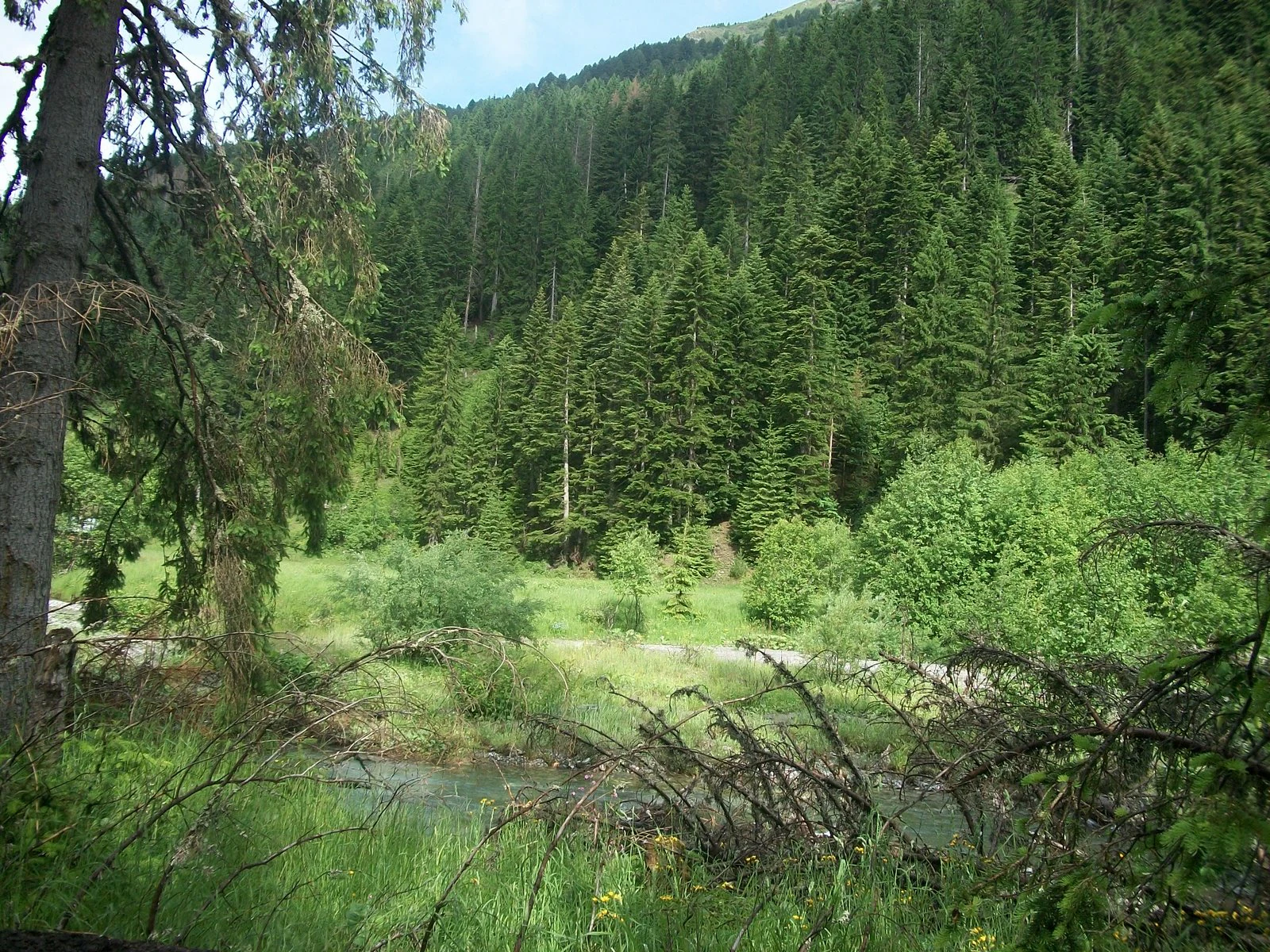 View of a lush green mountain forest with a stream in the foreground, taken from a slightly elevated vantage point through tree branches.