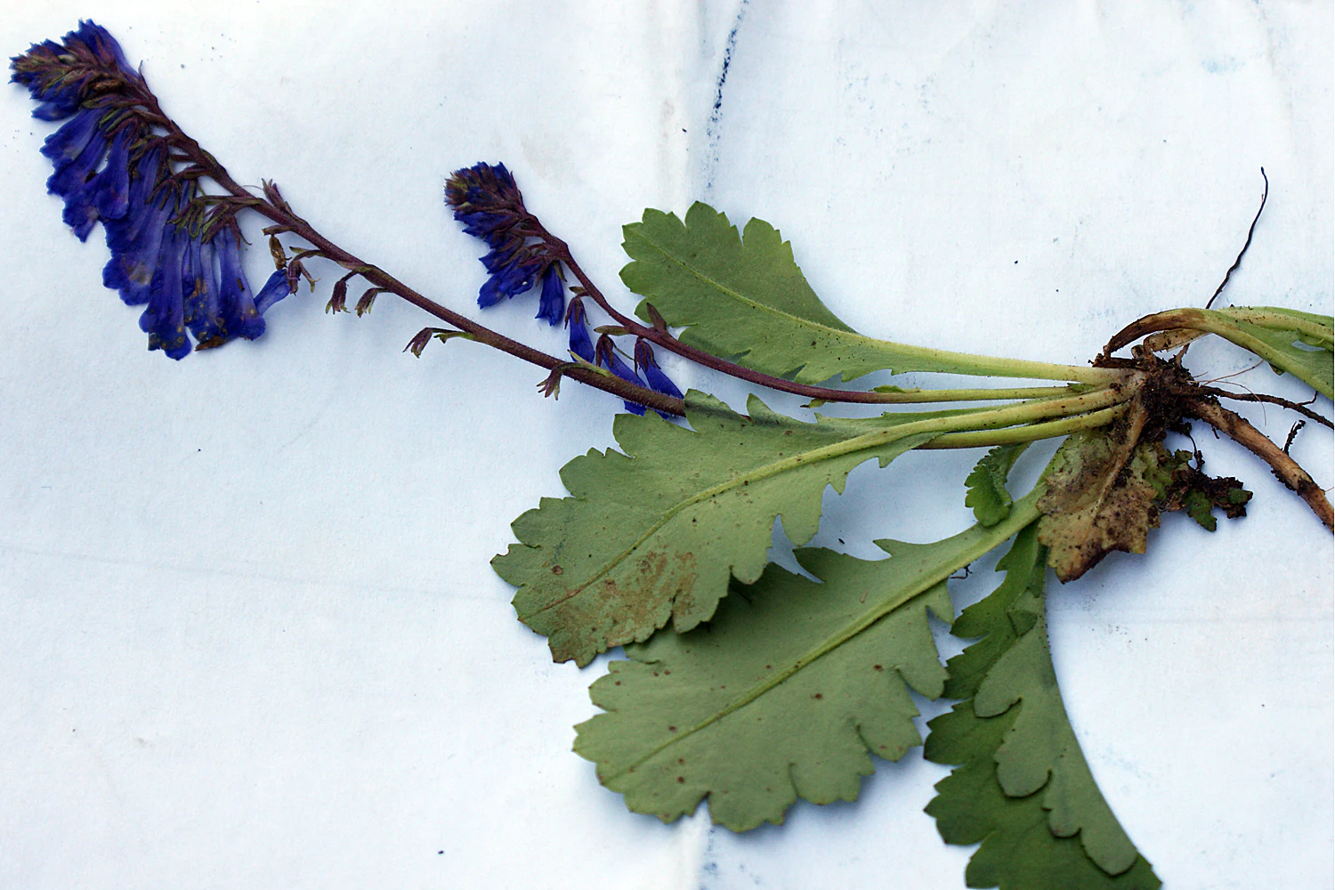 A pressed botanical specimen of Wulfenia baldaccii with green serrated leaves and spikes of blue flowers against a plain white background.