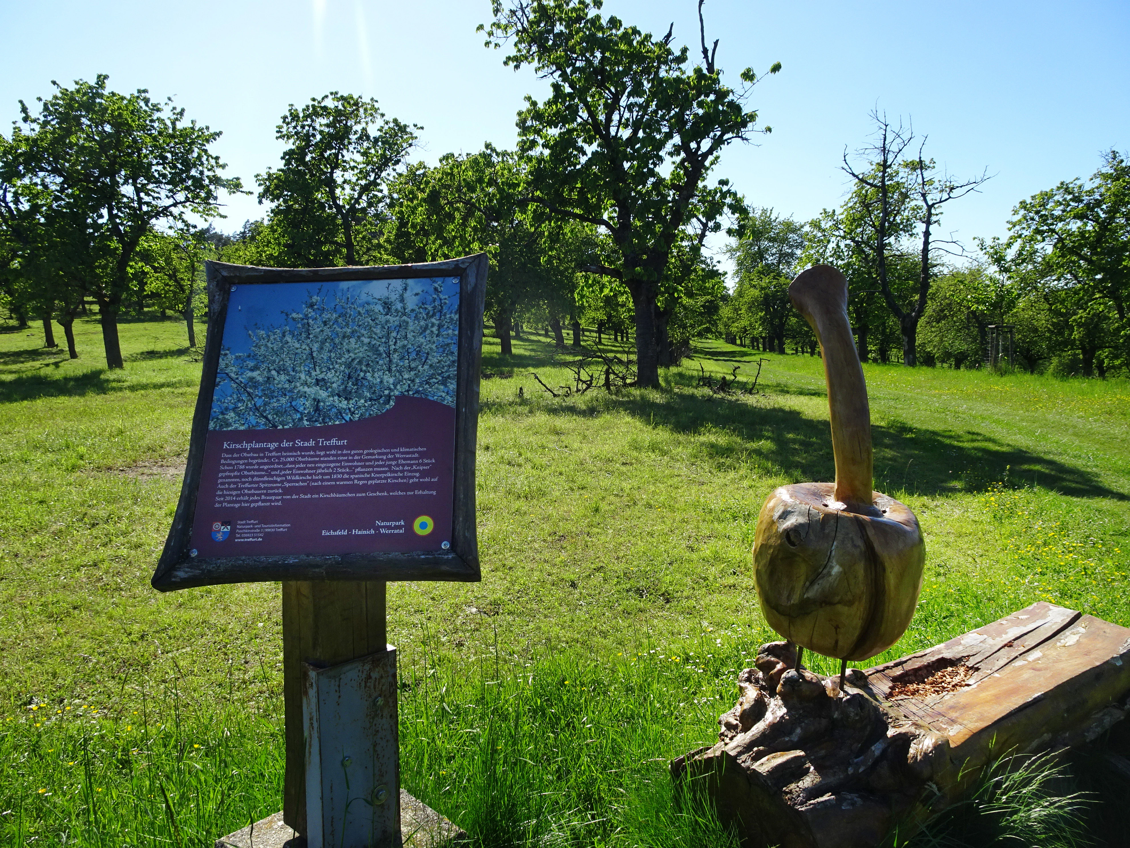 Un cartel informativo de naturaleza se alza sobre un poste de madera en una pradera herbosa, junto a una escultura de madera tallada de una fruta sobre un banco de tronco, con árboles frutales al fondo.