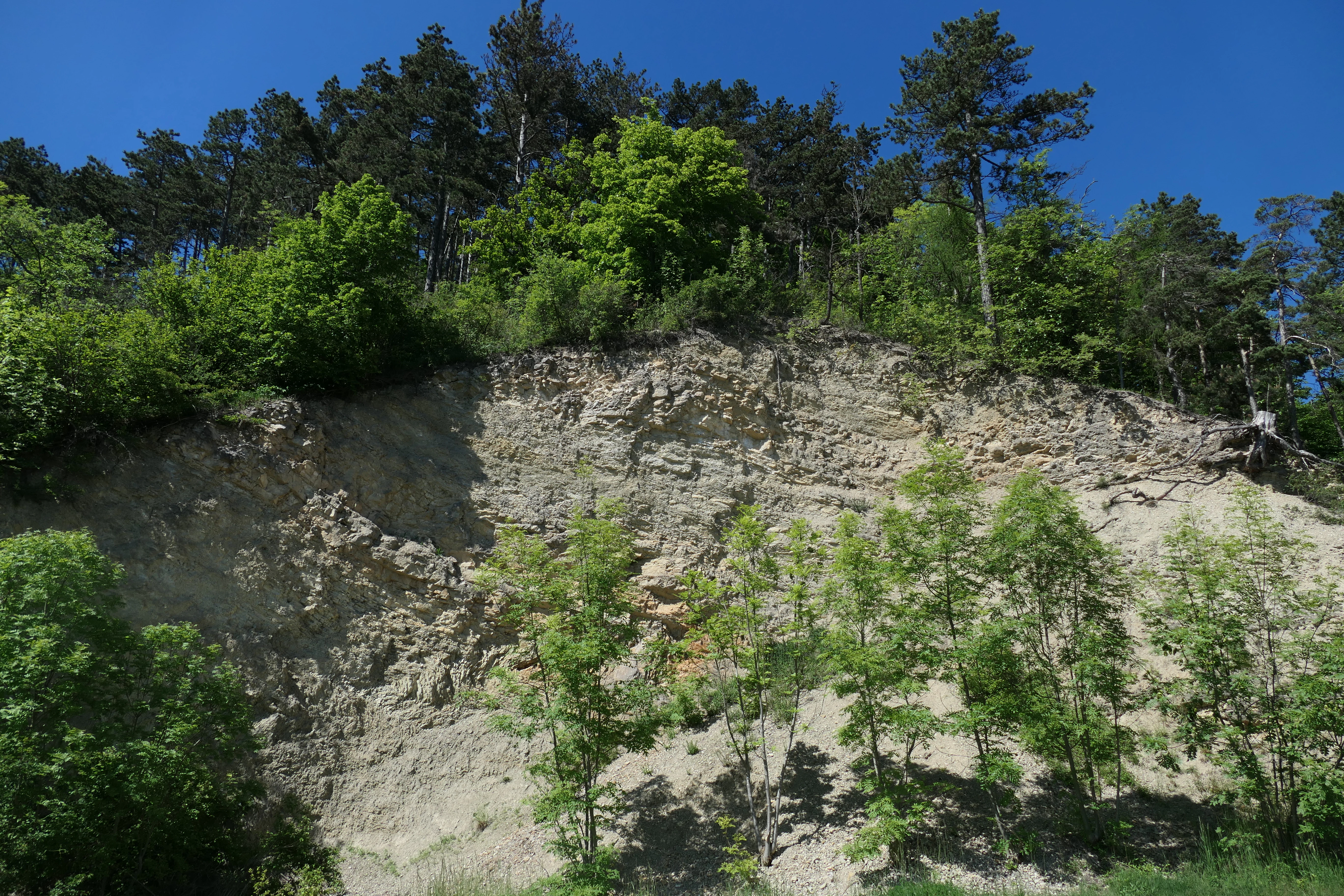 Un acantilado de piedra caliza muy escarpado con árboles pequeños y dispersos en la base y un denso dosel forestal arriba, contra un cielo azul despejado.