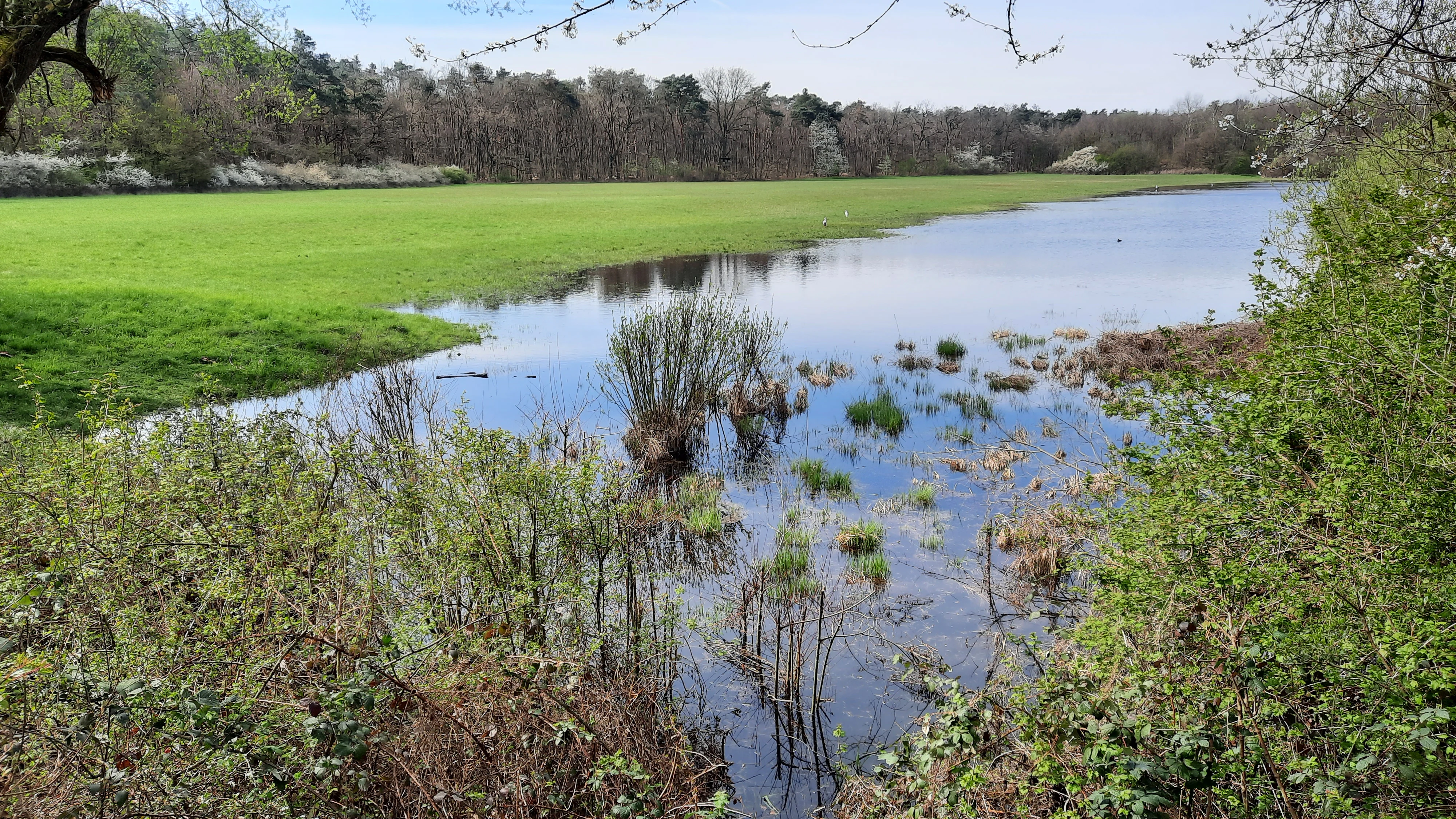 A peaceful wetland scene featuring a pond reflecting the blue sky, surrounded by vibrant green grasses and dense forest foliage, with a meadow stretching into the background.