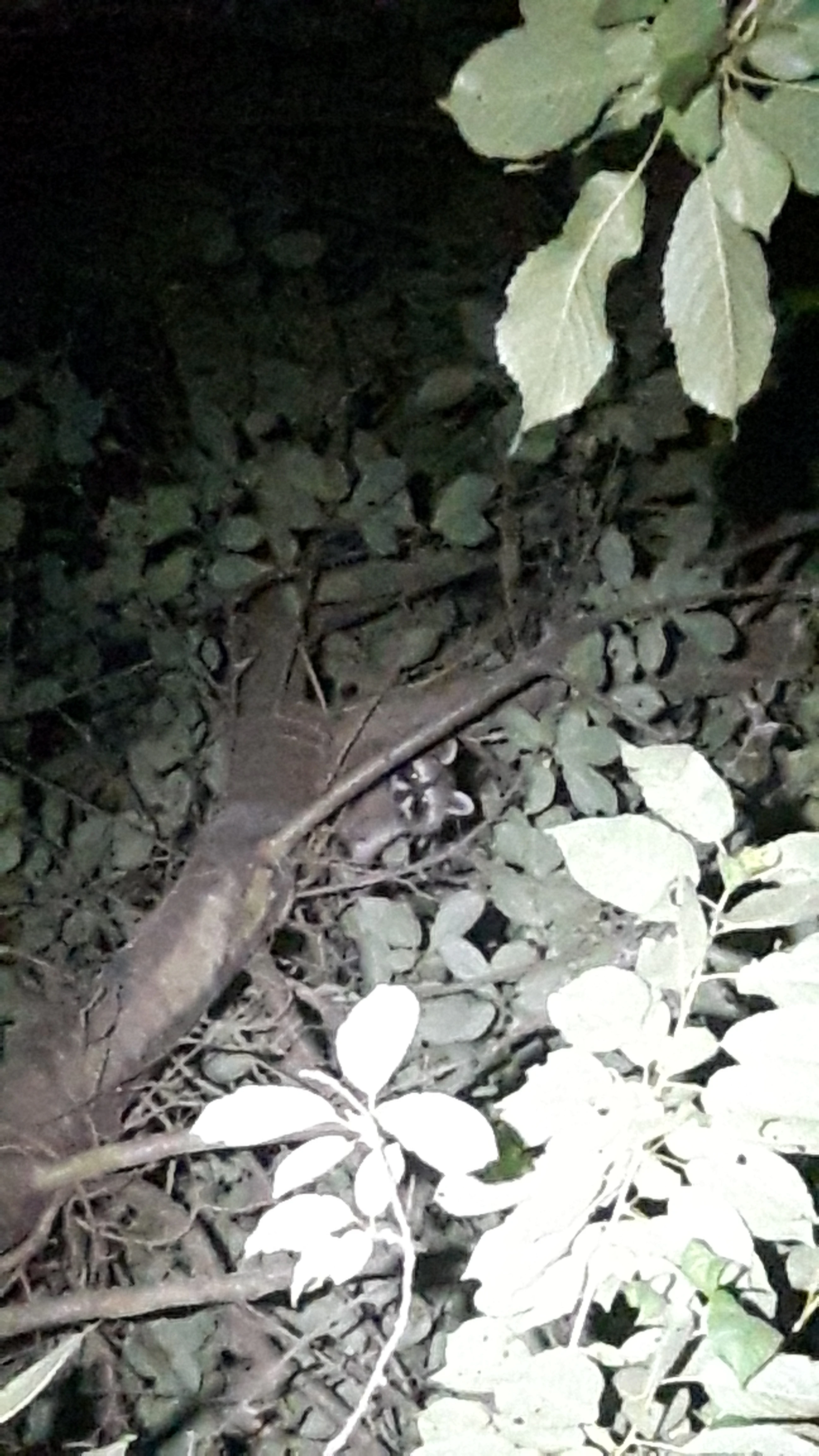 A raccoon with its characteristic dark eye mask is partially visible among tree branches and foliage at night.