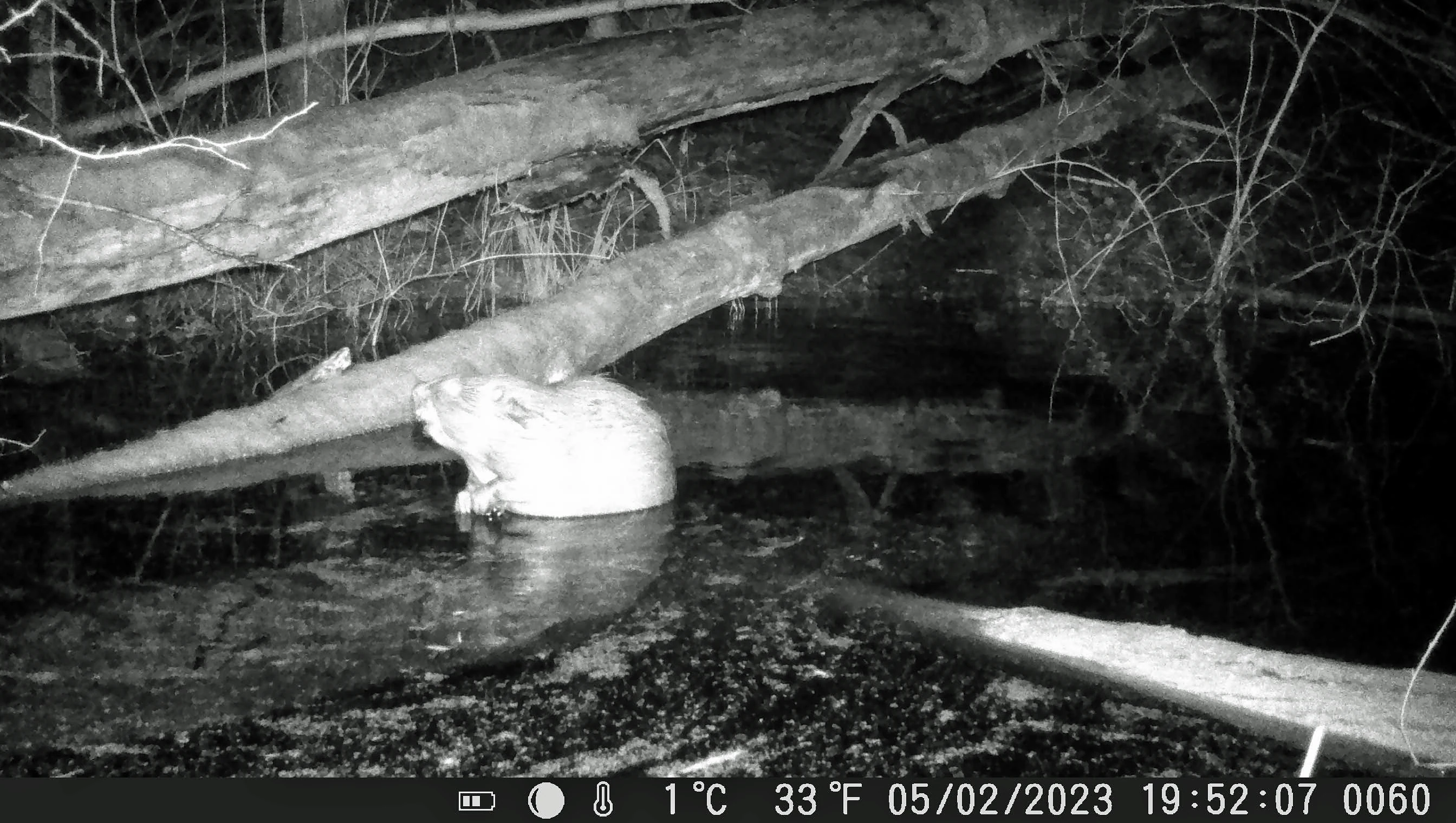 A grainy, black-and-white night vision trail camera photo of a beaver sitting in water next to fallen tree trunks in a dark, wooded wetland environment.