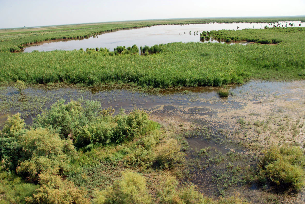 Aerial view of a wetland ecosystem with water bodies, marshy areas, and dense vegetation including trees and reeds