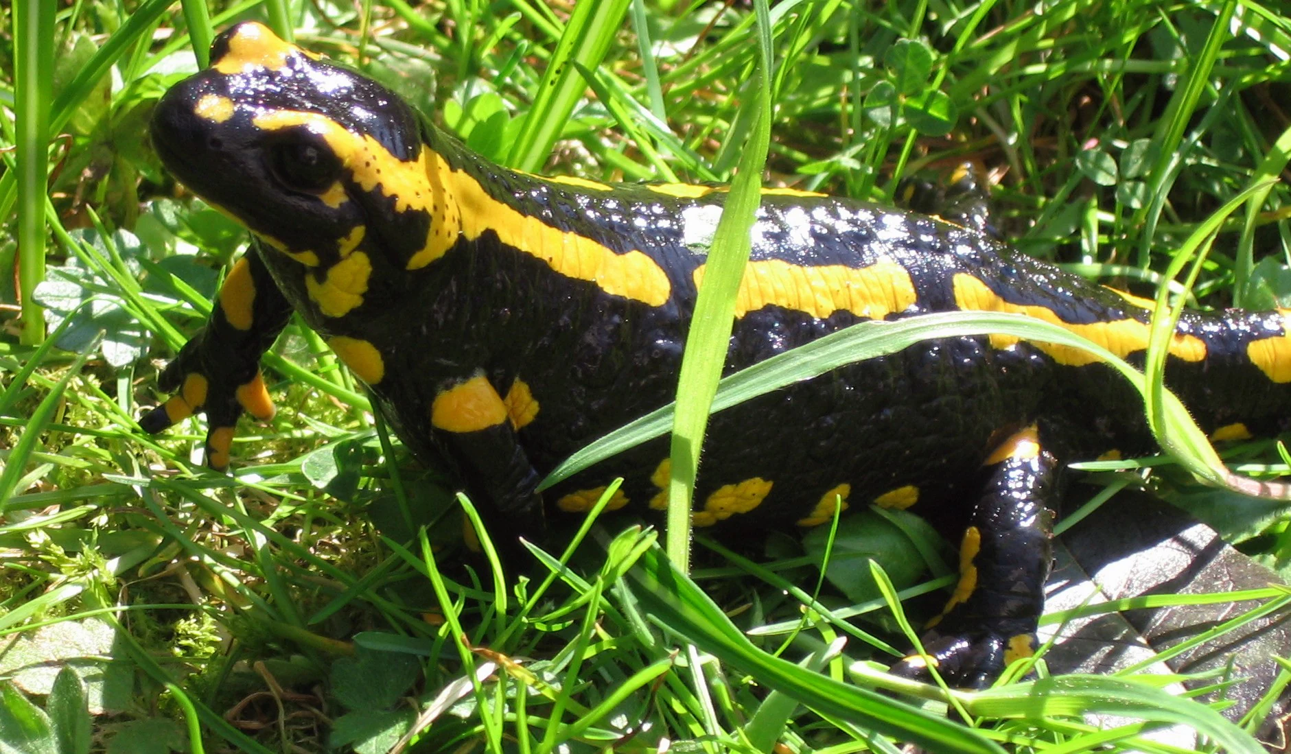 Black and yellow striped salamander on green grass