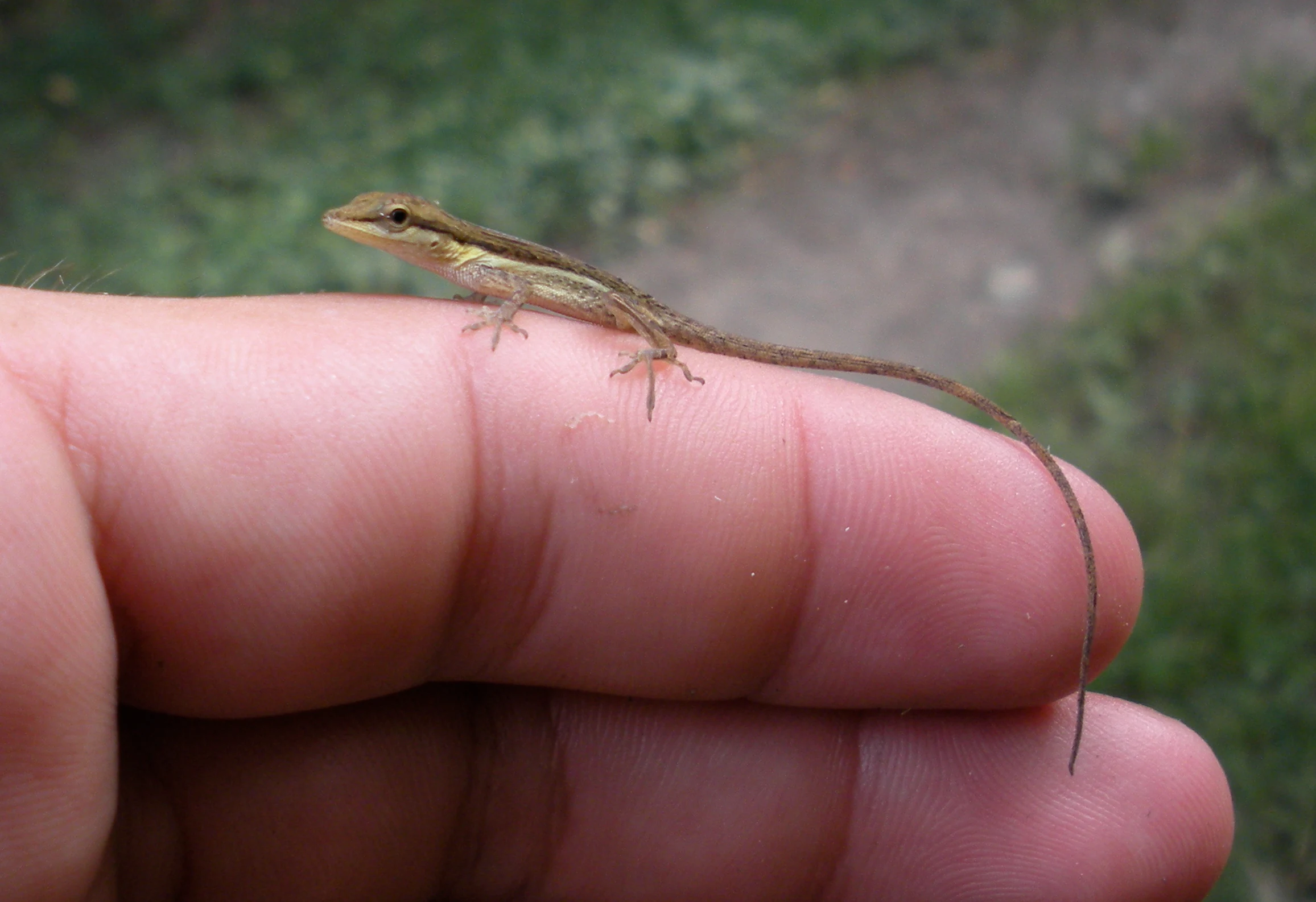 A tiny, slender lizard with a long tail resting on the tip of a person's finger, seen in close-up against a blurry outdoor background.
