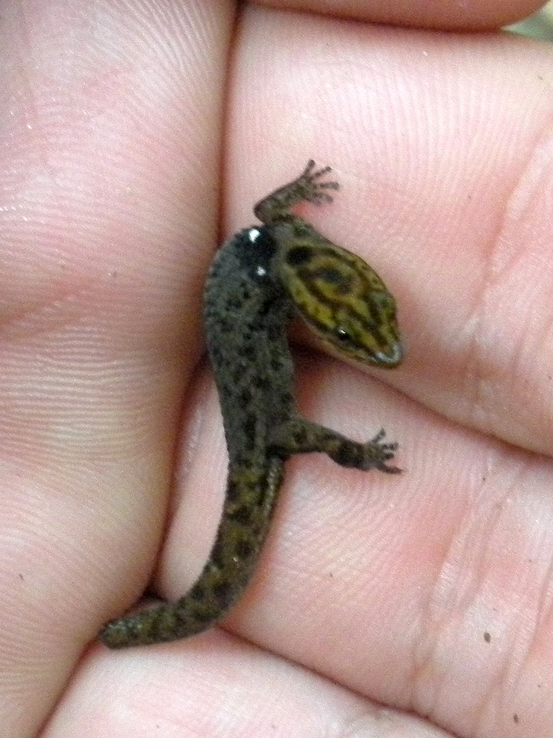 A tiny, dark-patterned lizard with a brownish head held between human fingers.