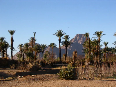 A grove of tall date palm trees in the foreground with rugged, dark volcanic mountain peaks rising in the background under a clear blue sky.