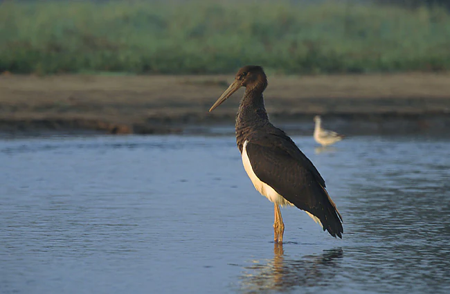 A black stork with a dark head and white belly standing in shallow water, with another out of focus bird in the background.