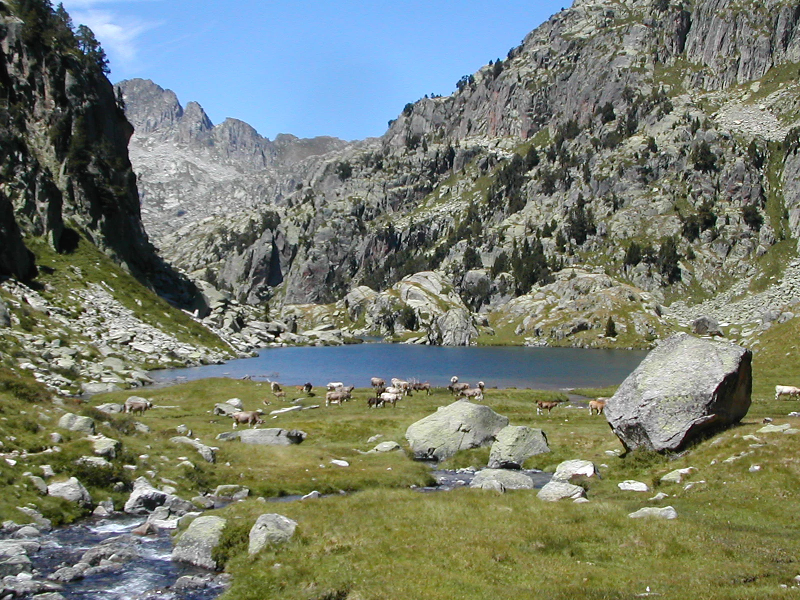 Mountain meadow with a lake, grazing cows, rocky peaks, and a stream in the foreground