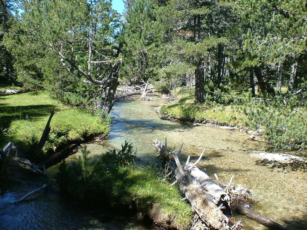 Clear stream with fallen logs and lush green vegetation surrounded by trees