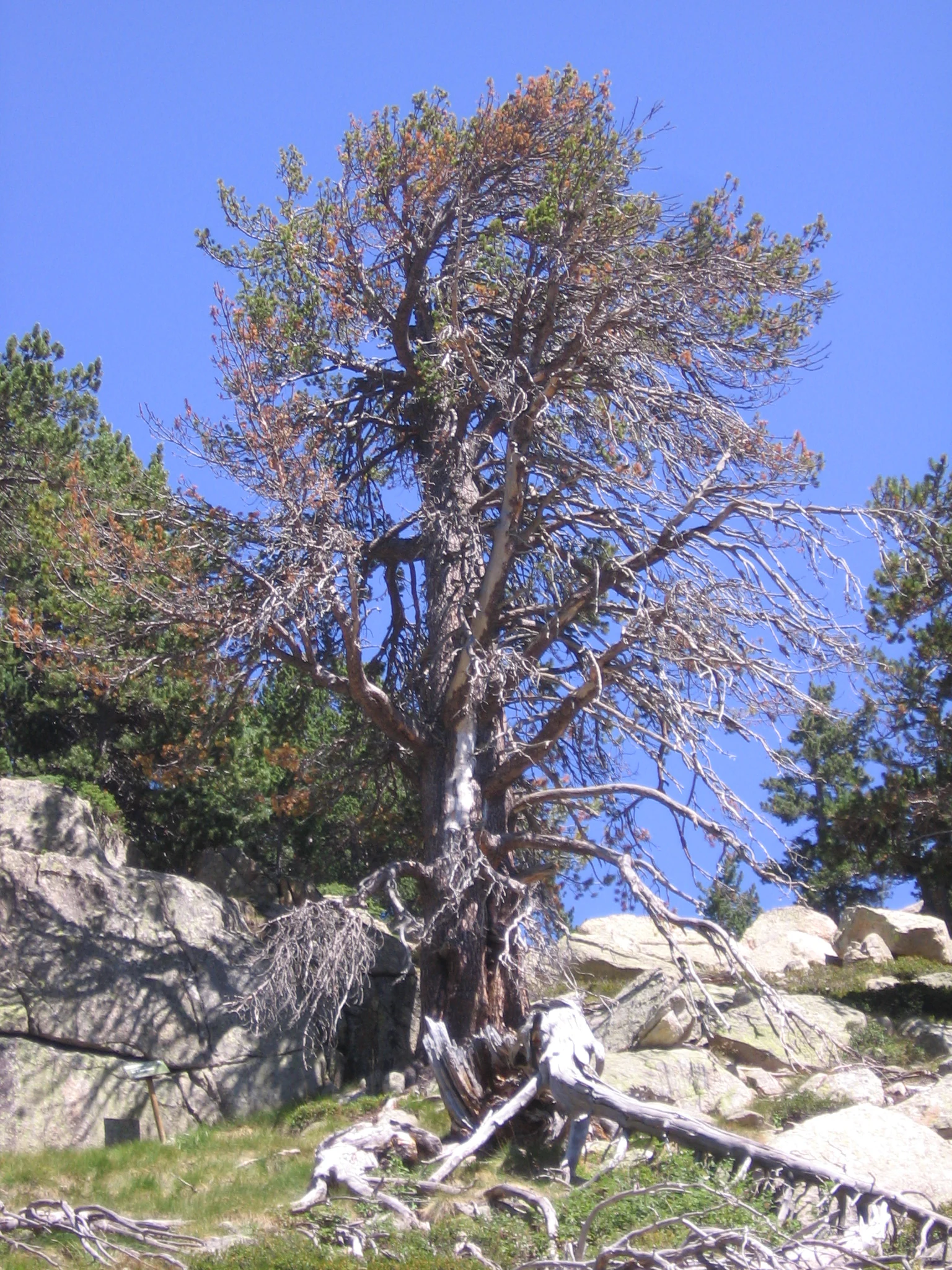 A large, gnarled pine tree with sparse foliage and exposed roots on a rocky mountain slope with blue sky