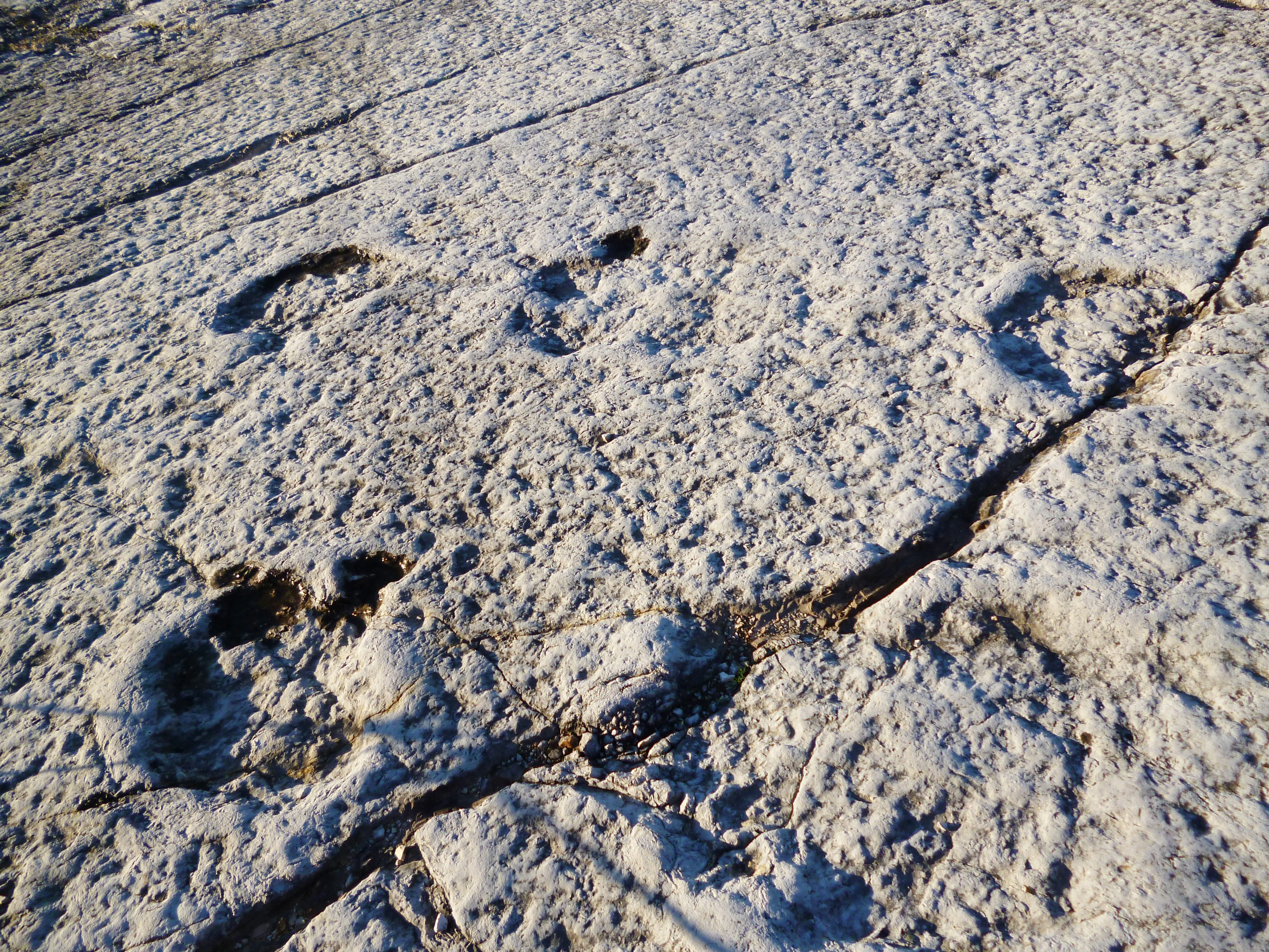 Close-up view of fossilized sauropod footprints in light-colored limestone with visible cracks and sediment details