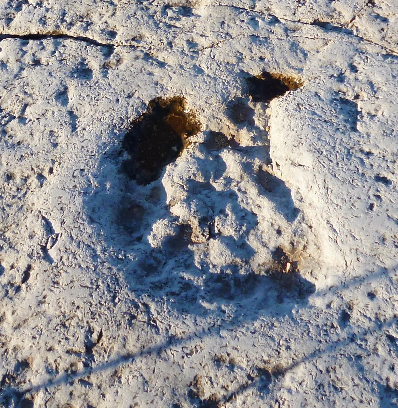 Close-up of a sauropod manus footprint on light-colored rock surface with visible claw impressions and mud rim