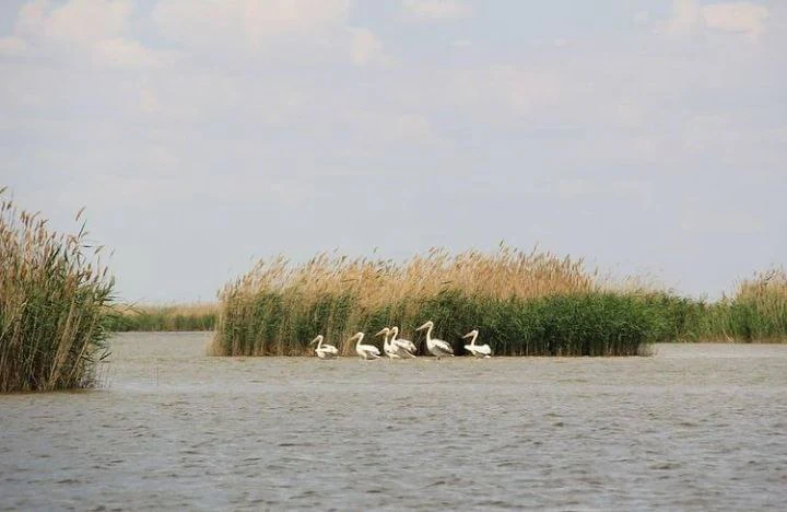 A group of five white pelicans wading in calm water near a patch of tall reeds.