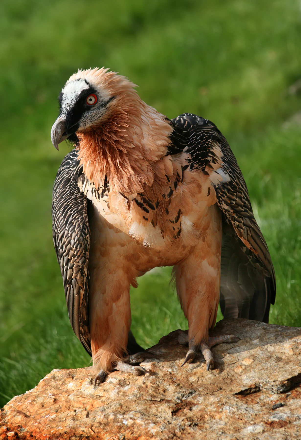 Bearded Vulture with brown, black, and white plumage standing on a rocky outcrop with green grass in the background