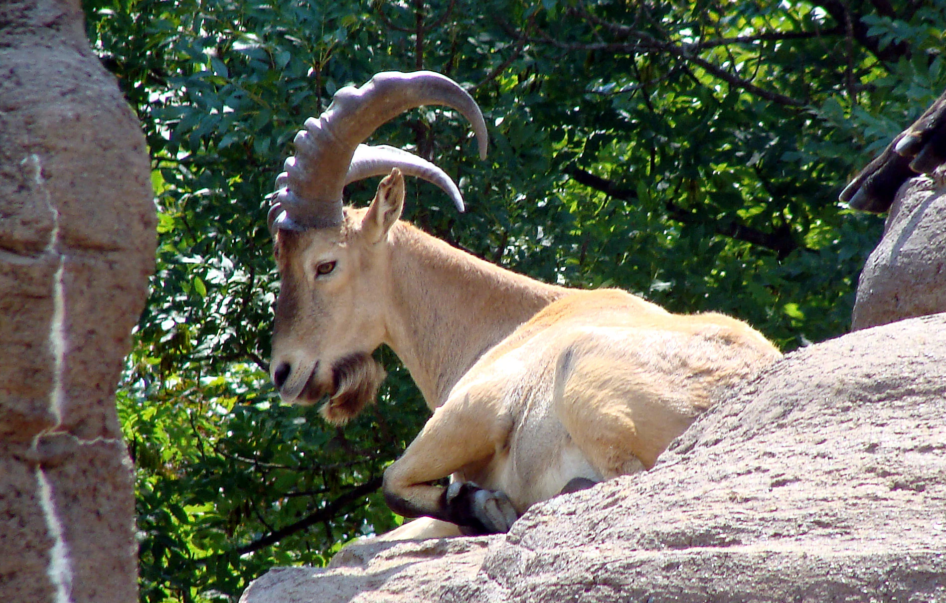 West Caucasian tur with curved horns resting on rocks with green foliage in background