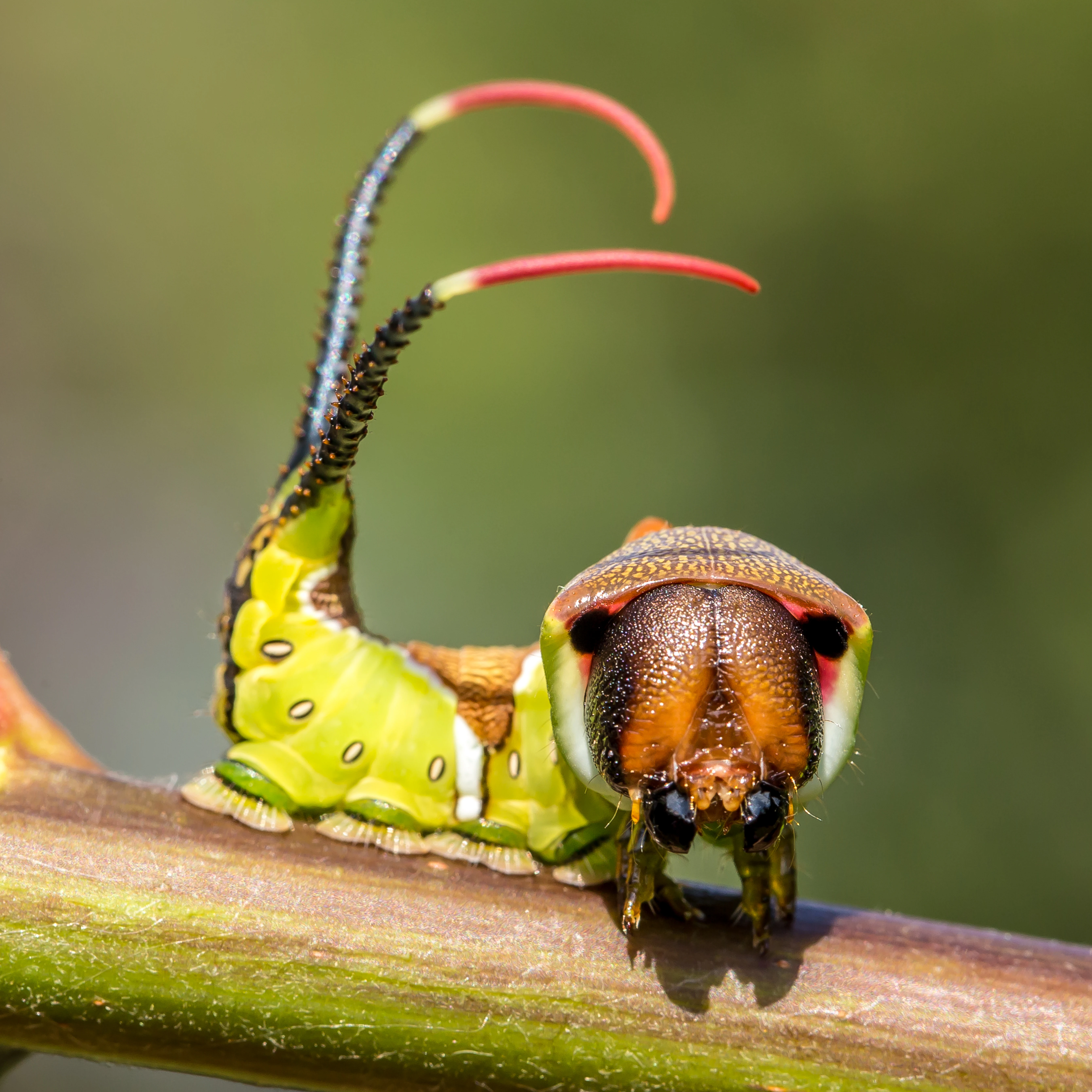 A close-up of a vibrant lime-green puss moth caterpillar resting on a branch, displaying its head-like tail and extended red, whip-like filaments used for defense.