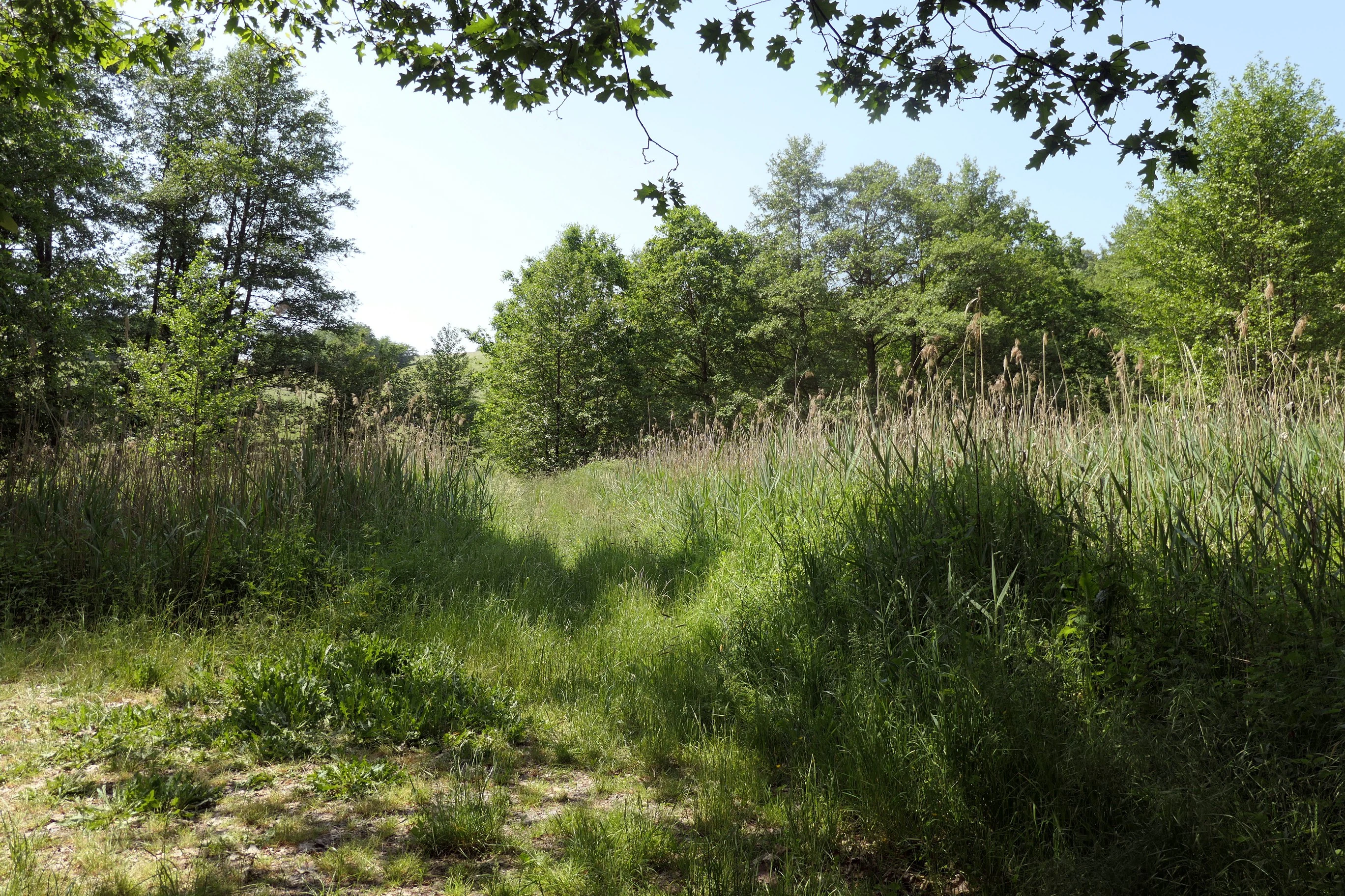 A view of a grassy wetland area with tall reeds and surrounding trees under a clear sky in Albersbacher Riedwiesen.