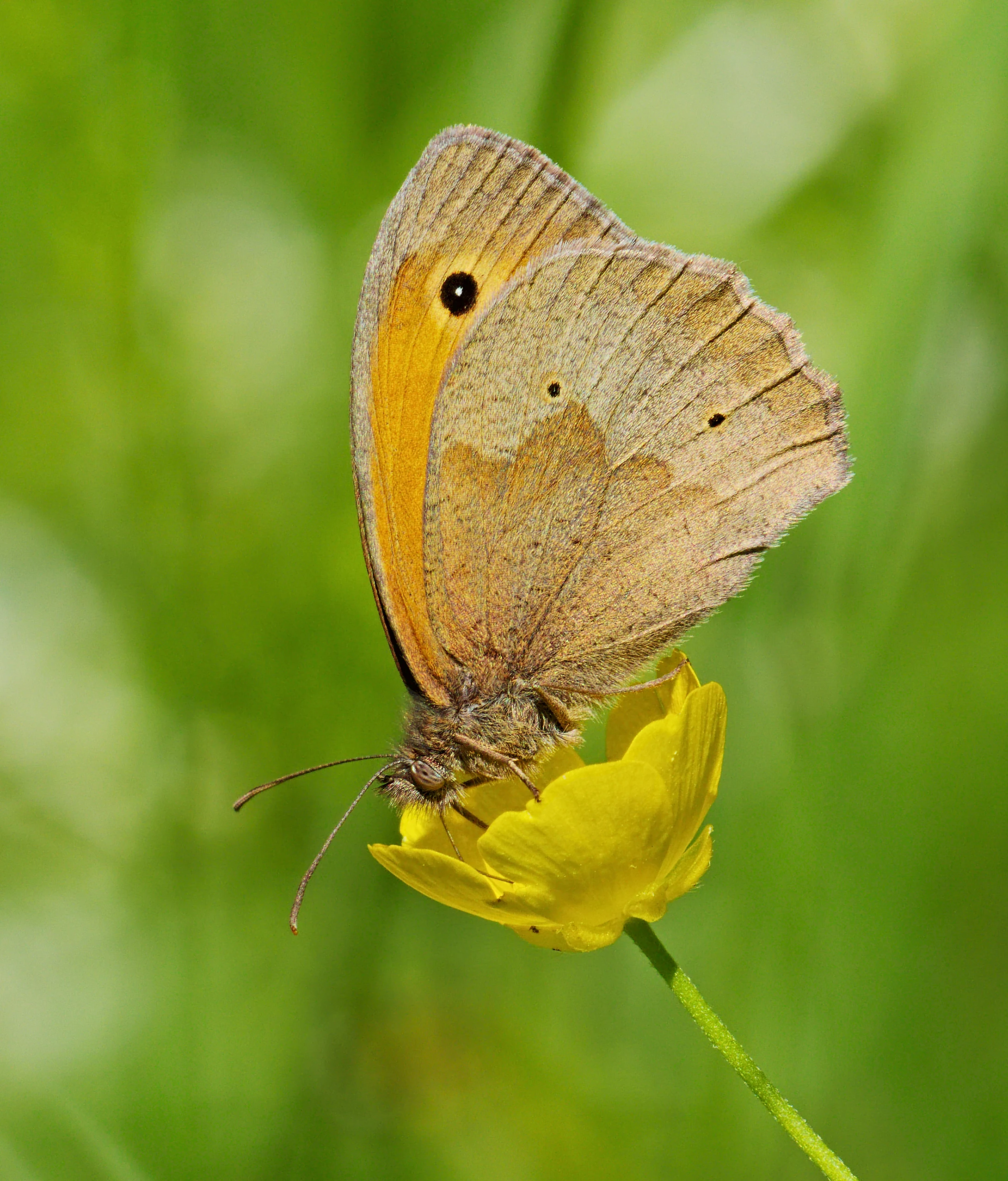 Side profile of a Meadow Brown butterfly with tan and orange wings featuring a black eyespot, perched on a small yellow buttercup flower against a blurred green meadow background.