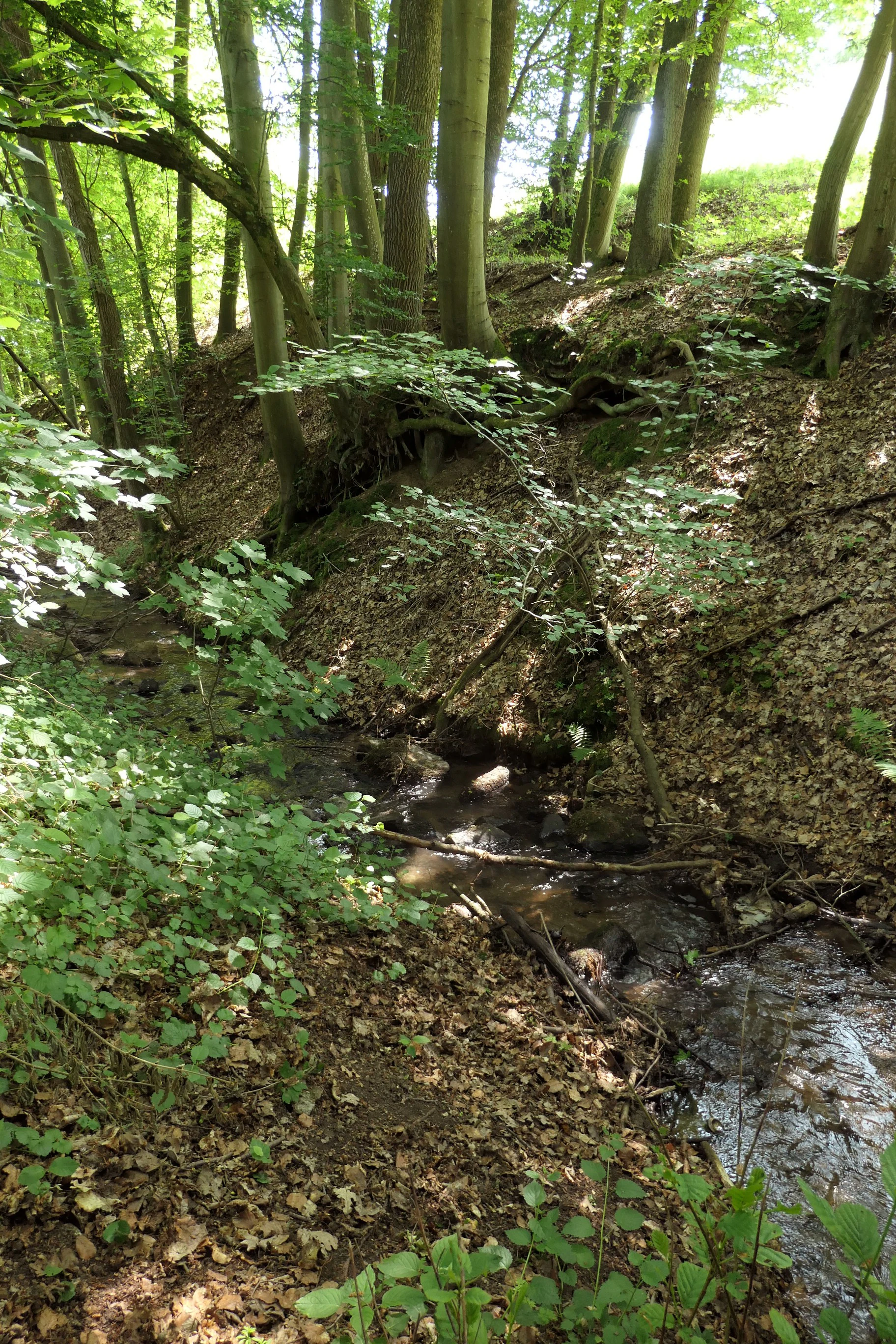 A small, shallow stream flows through a wooded valley, with steep, leaf-covered slopes rising on the right side and dense deciduous forest foliage overhead.